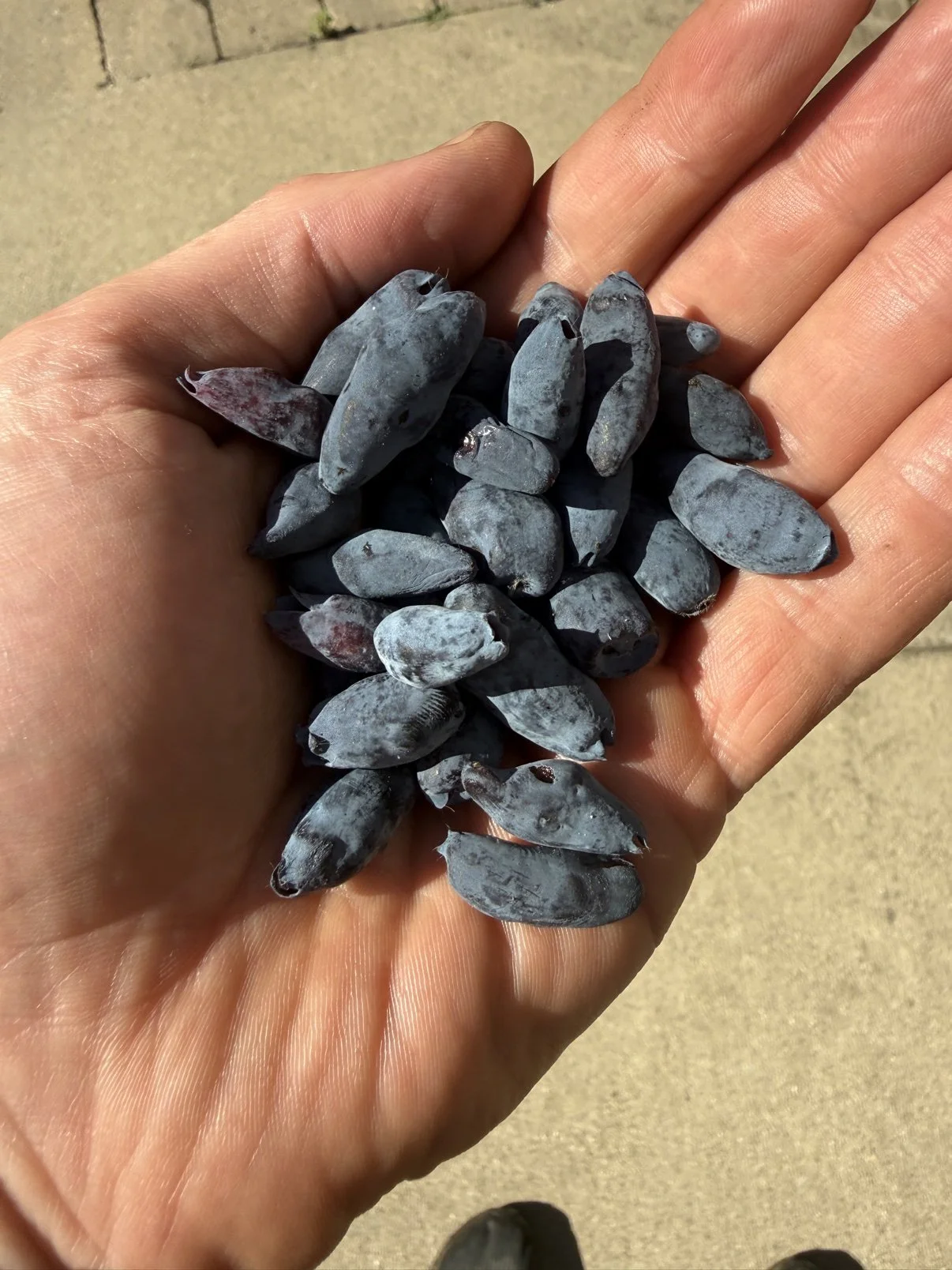 A handful of just-picked honeyberries over pavement, close detail.