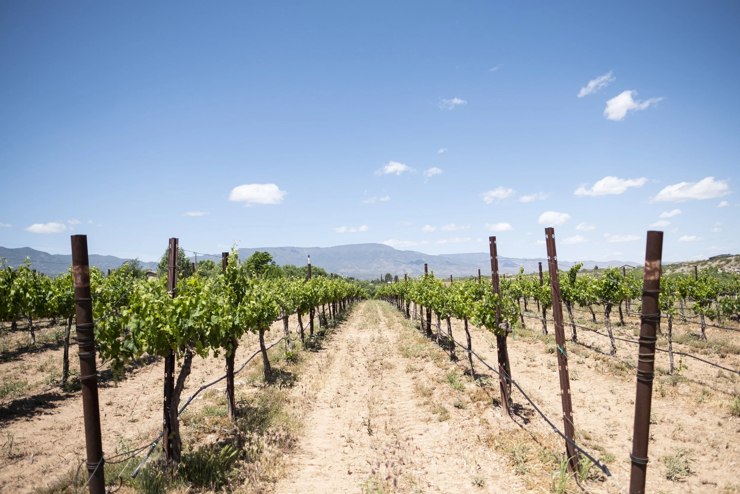 Vineyard with rows of grapevines supported by wooden posts, under a blue sky with scattered clouds, with mountains in the distance.
