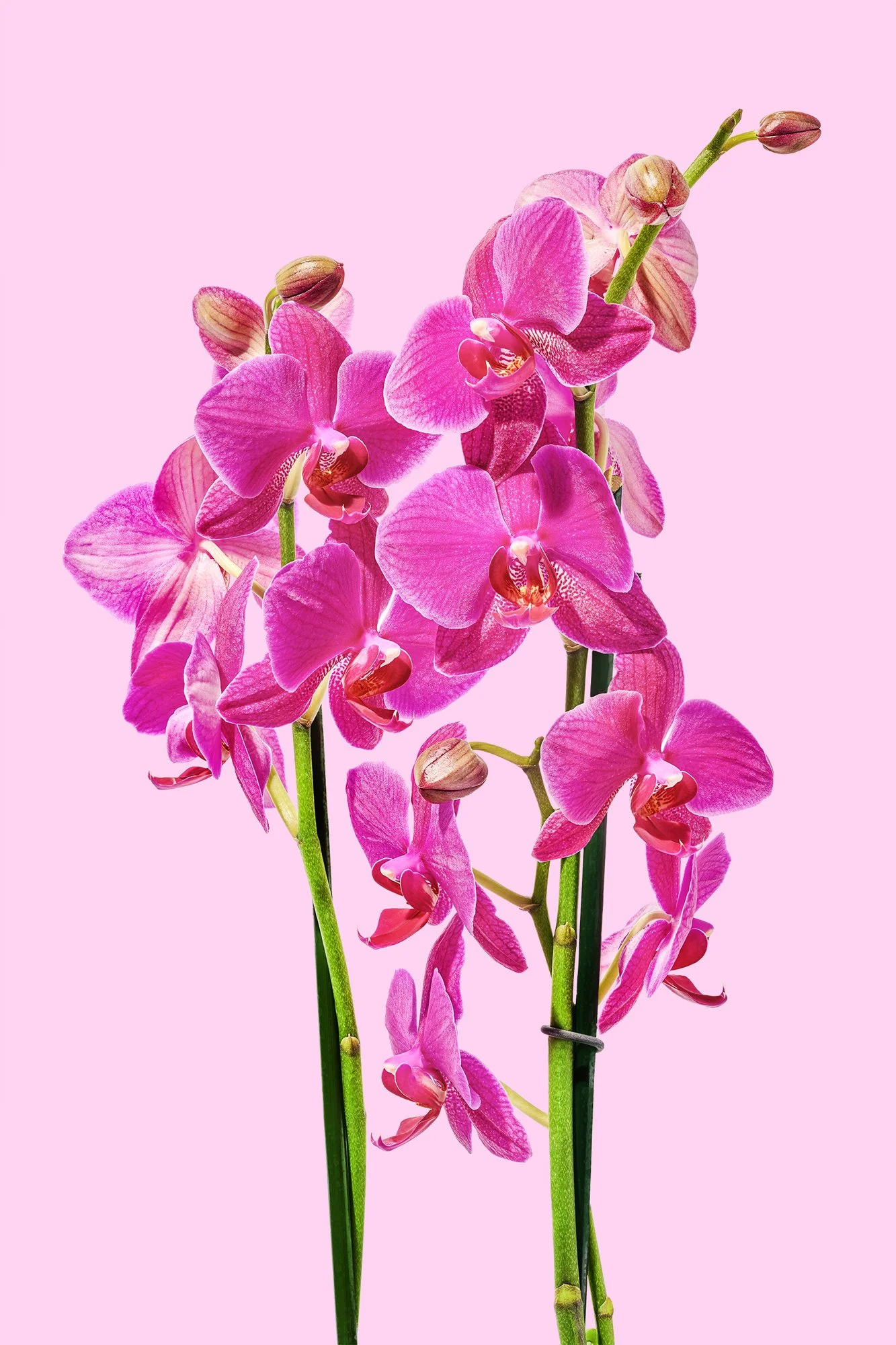 Products - Publix Floral003.jpg