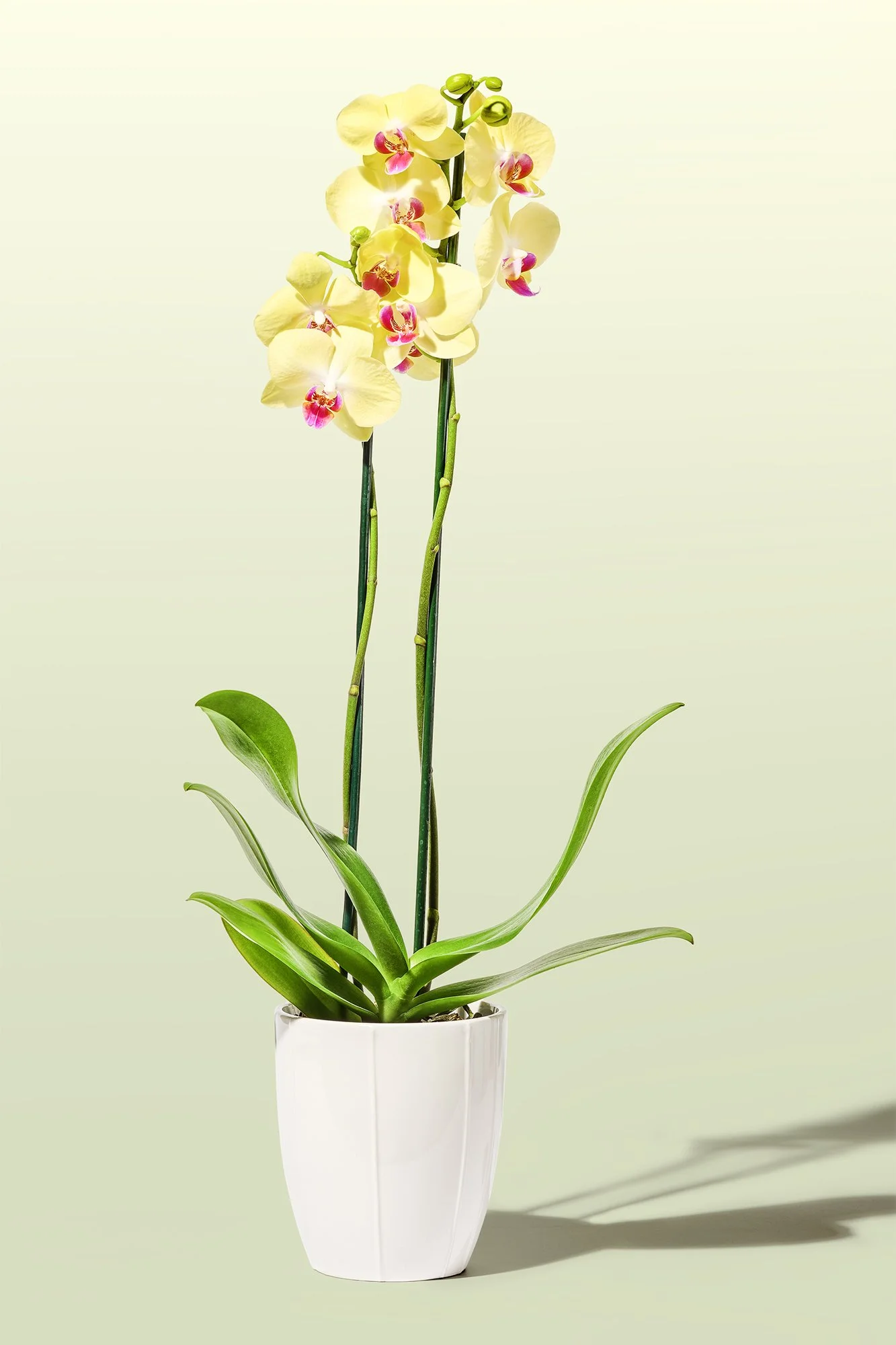 A potted white orchid with yellow and pink flowers against a light green background.