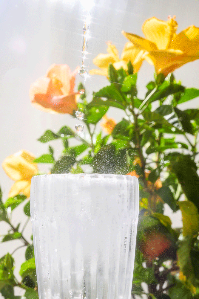 A glass with water being poured into it outdoors, with yellow and orange flowers and green leaves in the background.