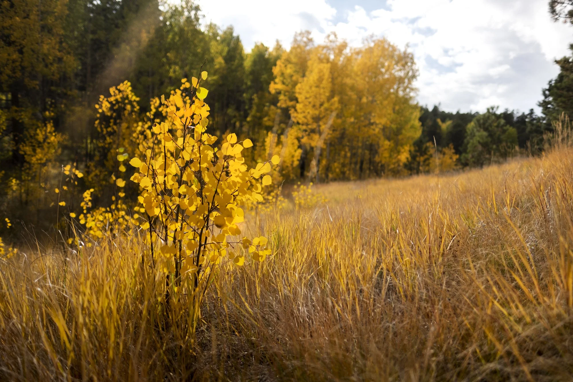Autumn landscape with yellow foliage, tall grasses, and a partly cloudy sky.