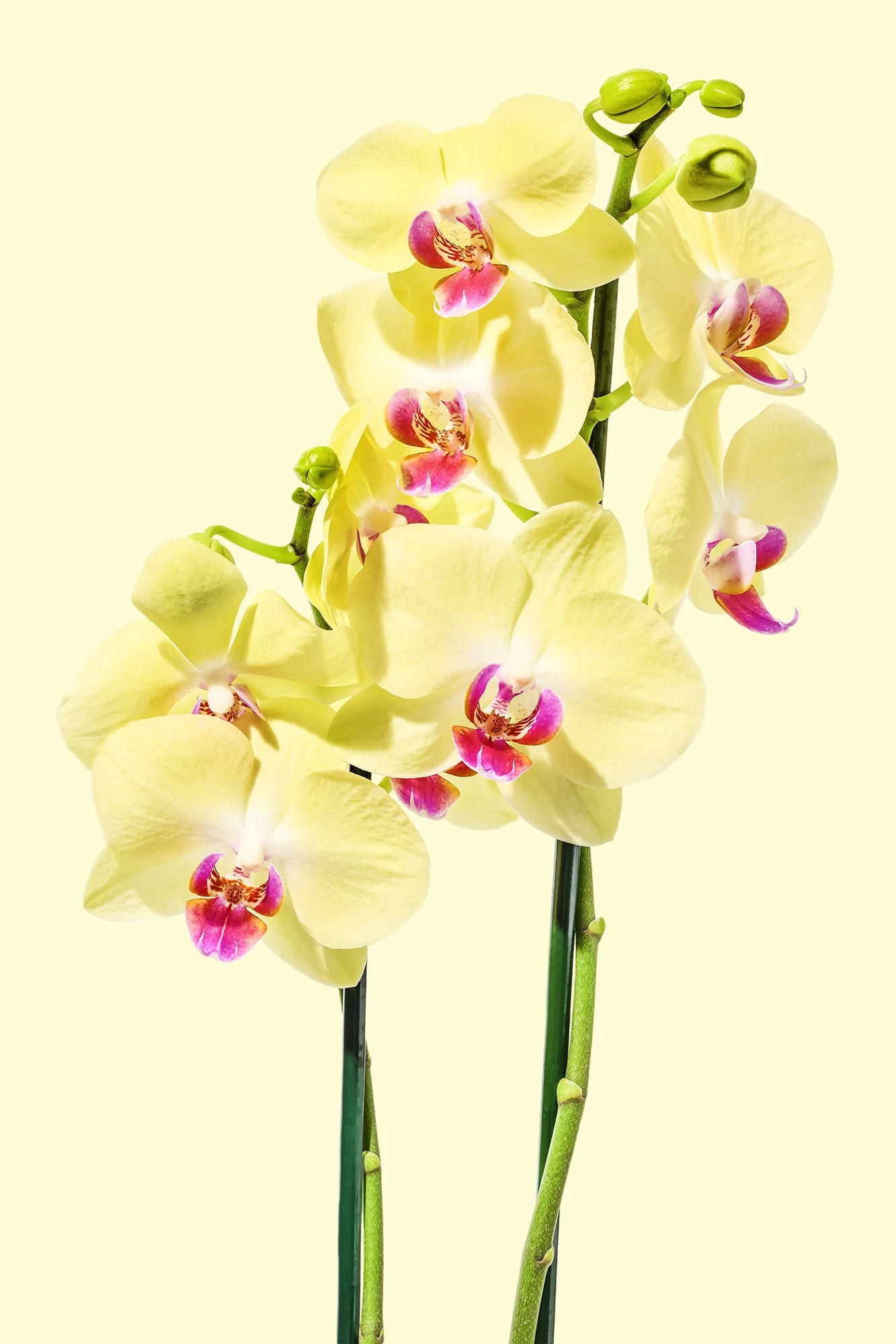 Products - Publix Floral002.jpg