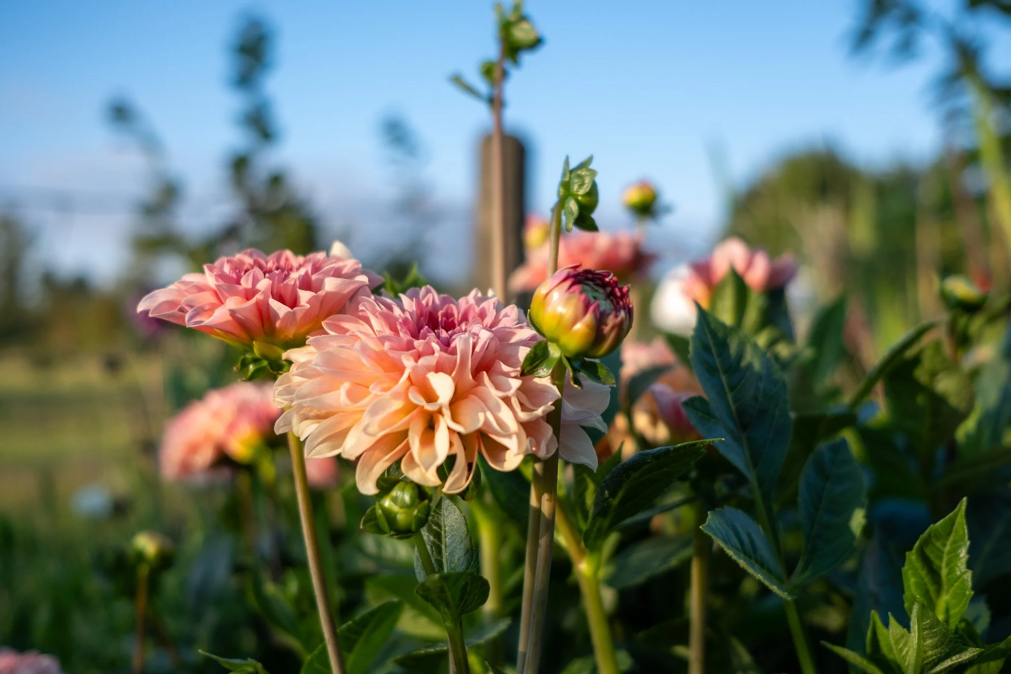 Intermediate Service