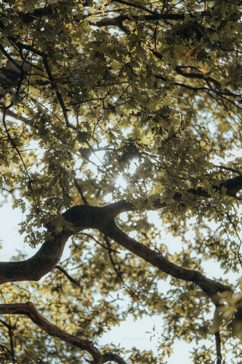 Sunlight shining through the green leaves of a tree's branches