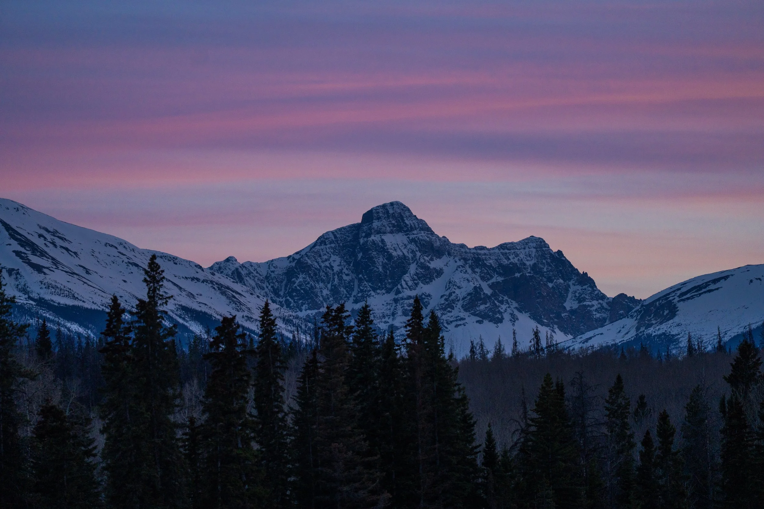 Snow-covered mountain range at sunset with colorful pink and purple sky and dark pine trees in the foreground.