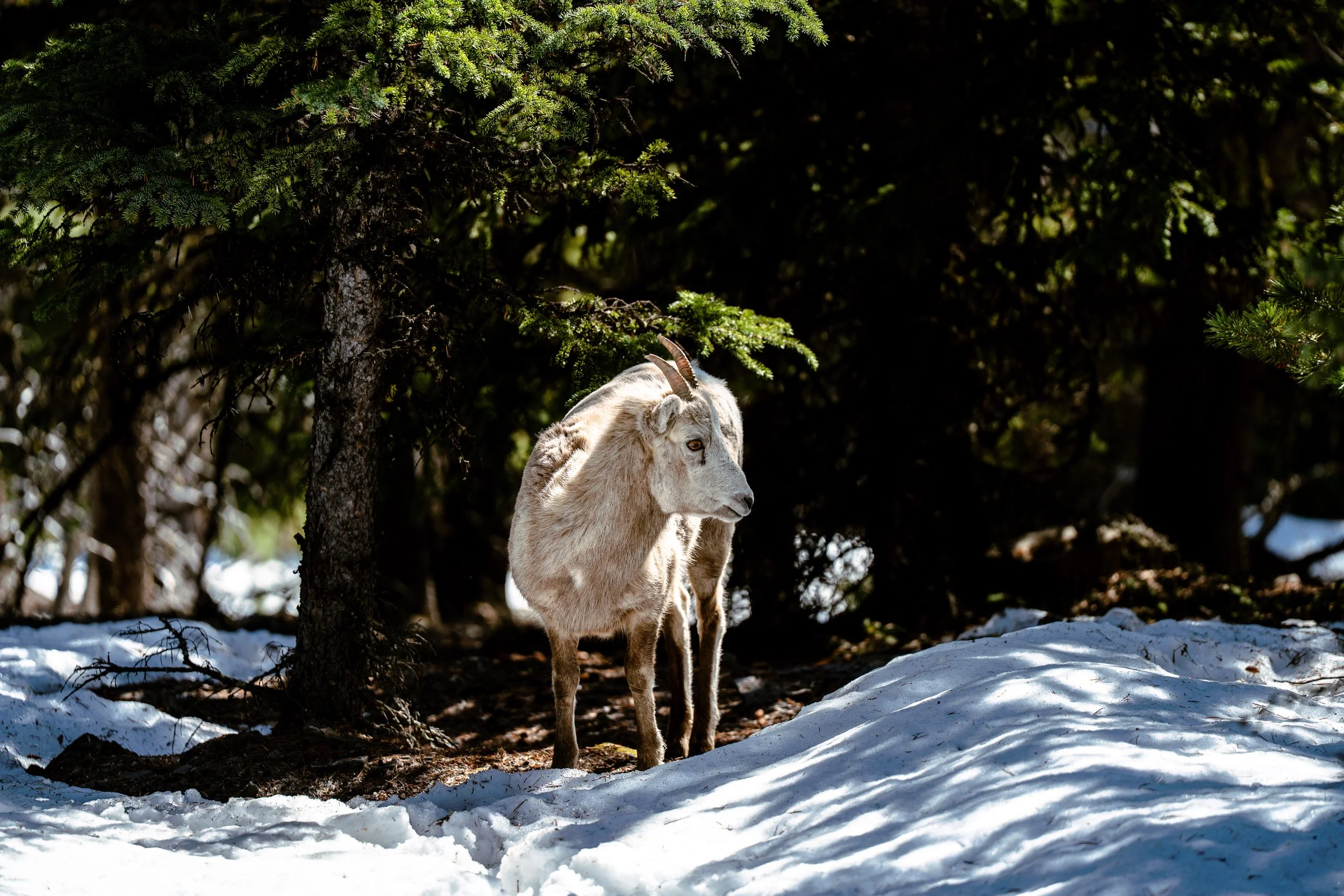 A mountain goat standing on snow-covered ground in a forested area with tall trees and sunlight filtering through the branches.