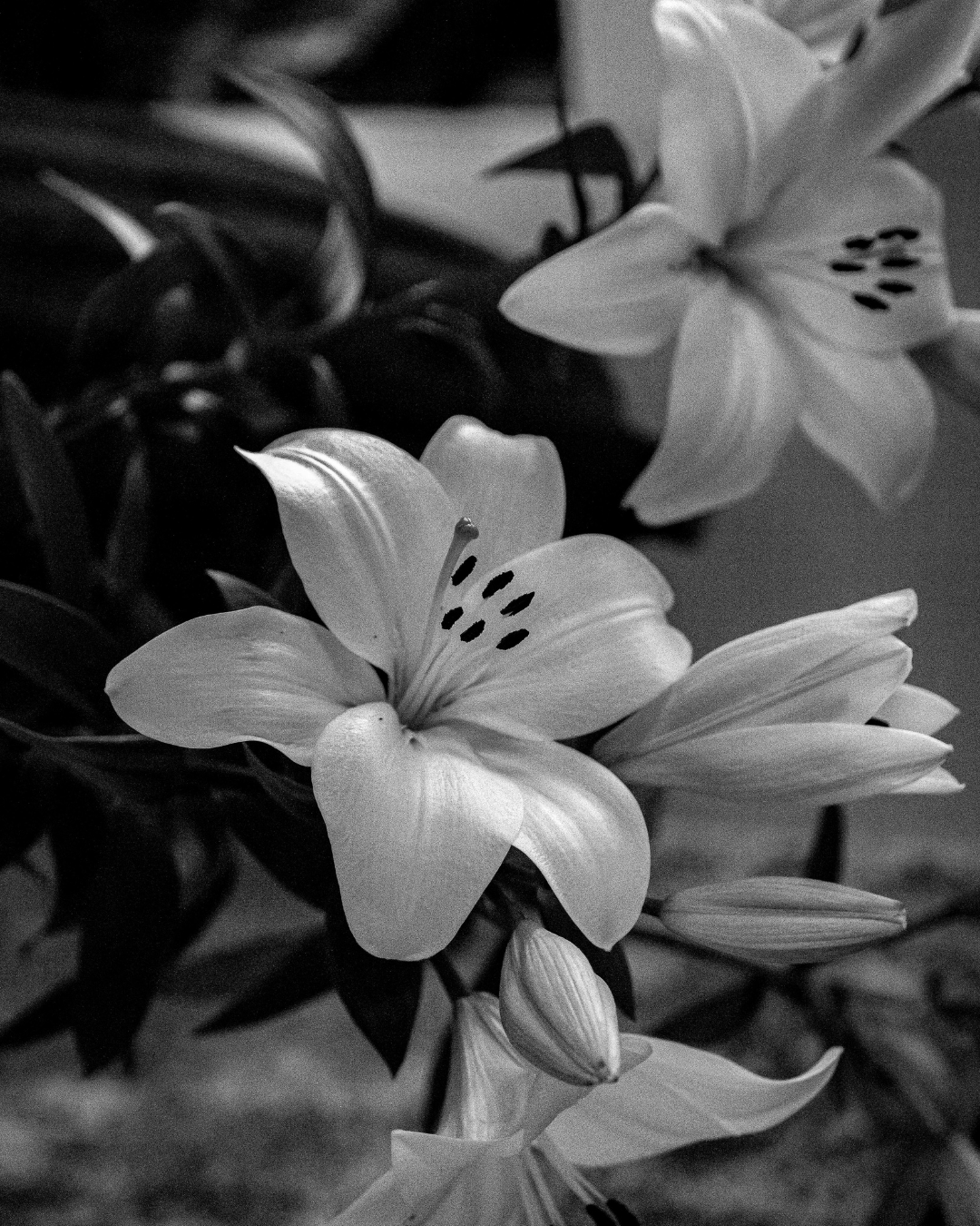 Black and white photo of lilies in bloom with some buds.