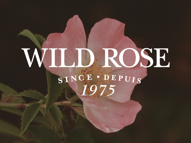 Wild Rose