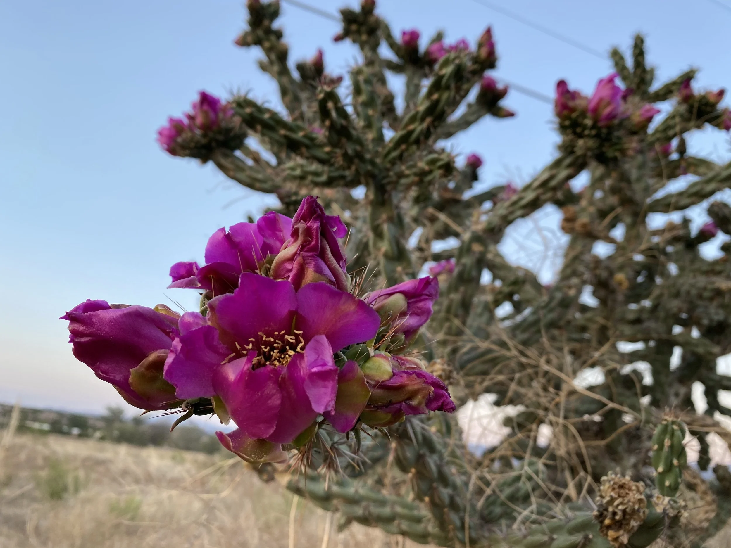 Close-up of bright pink cactus flowers blooming on a thorny cactus plant, with a blurred desert background in the distance under a clear sky.