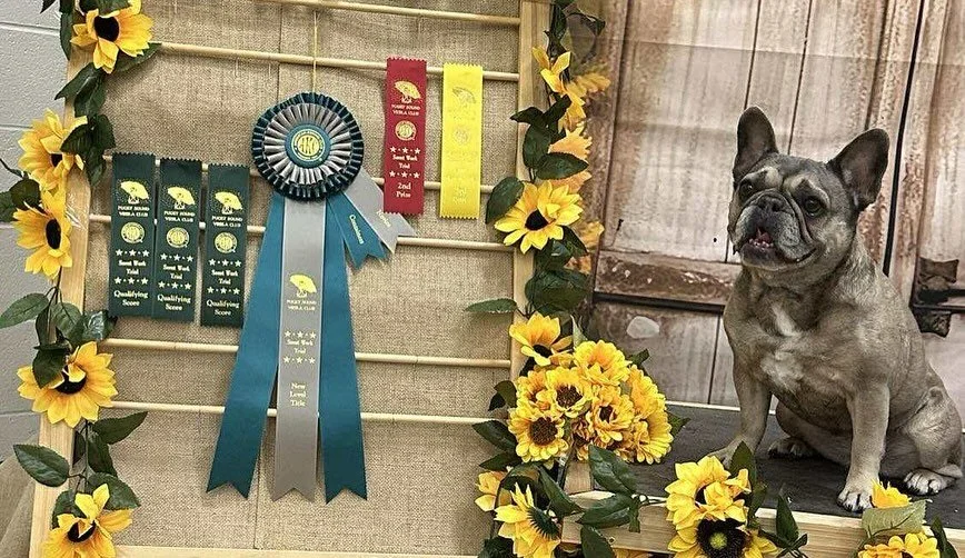 Help me congratulate Team Zelda on their AKC Scent Work Title!!! #sr4ptraining #sr4pfamily #sr4pscentwork #akctitle