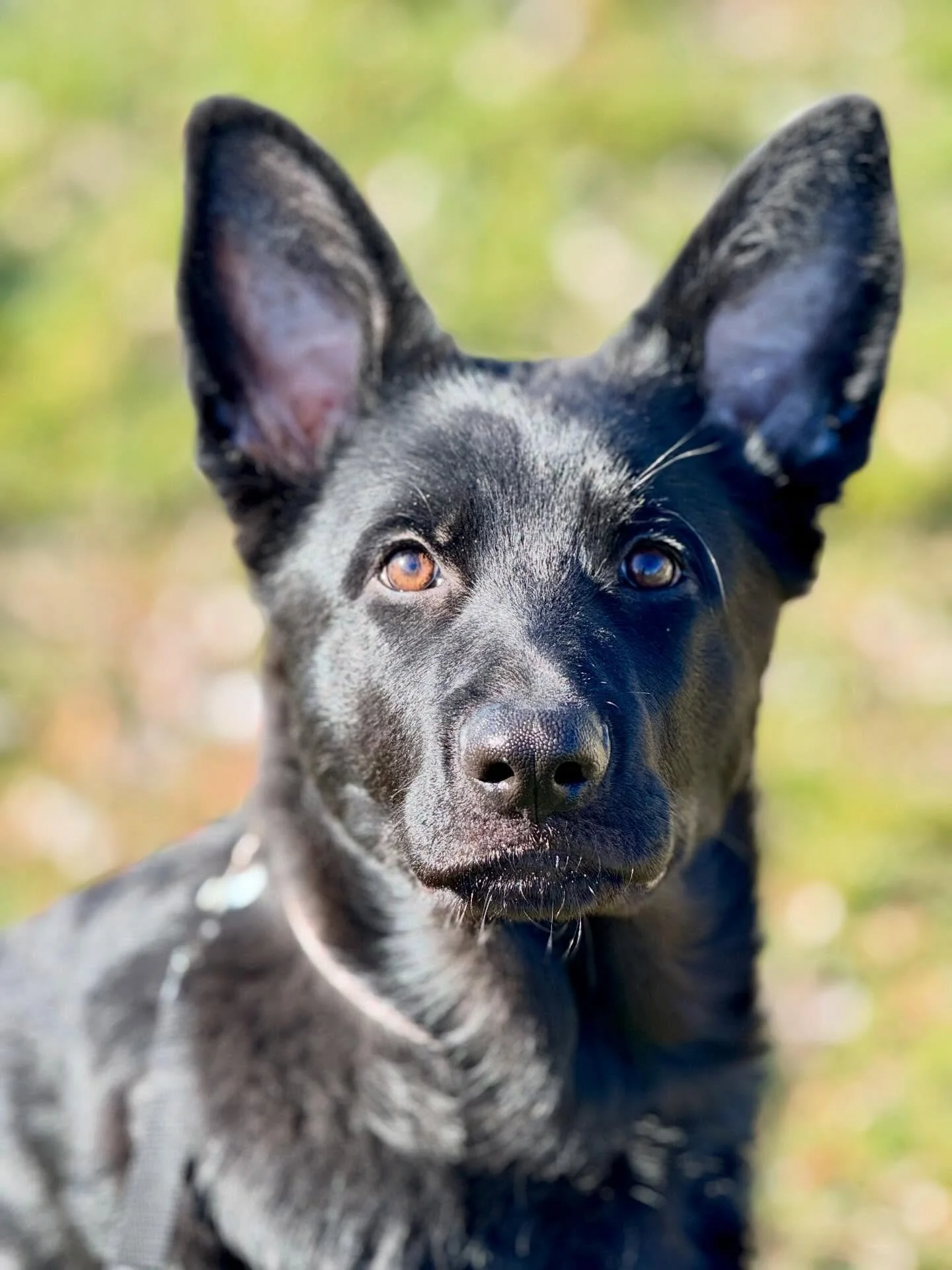 Our new board and train pup is pretty darn cute!!#sr4ptraining #sr4pbootcamp #buildinggreatdogs
