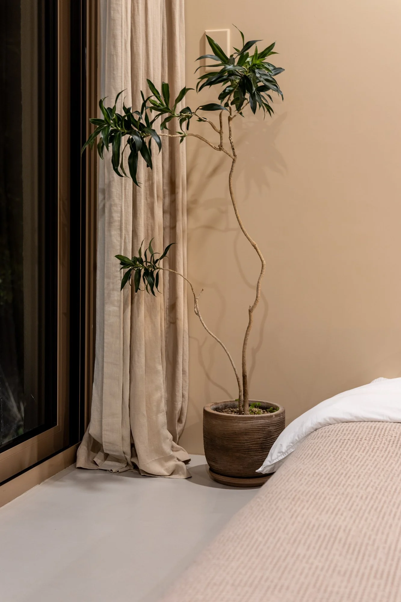 Indoor scene with a tall potted plant near beige curtains and a bed with white and beige bedding.