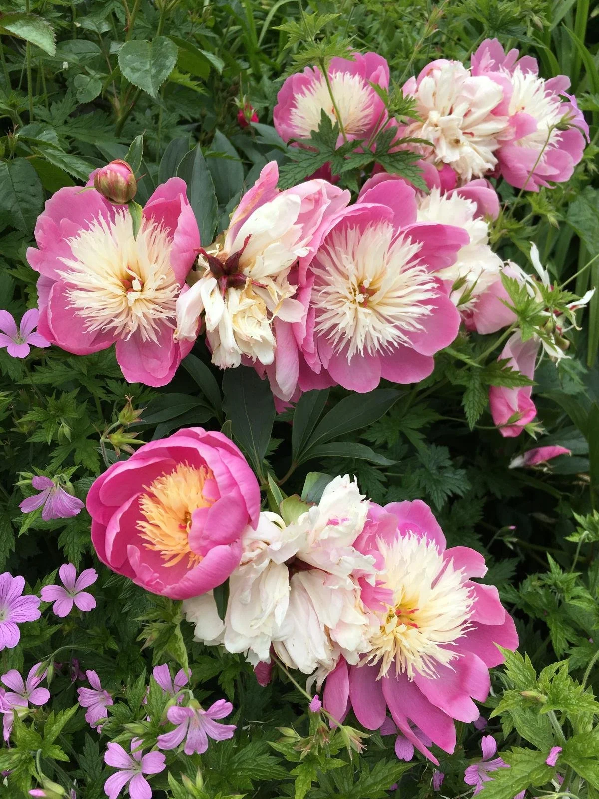 WhatsApp Image 2025-12-23 at 3.56.02 PM.jpeg