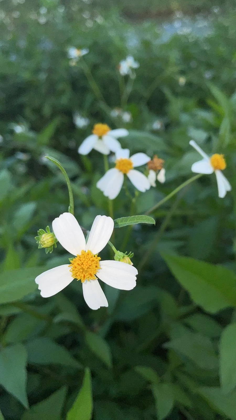 WhatsApp Image 2025-12-23 at 1.52.26 PM.jpeg