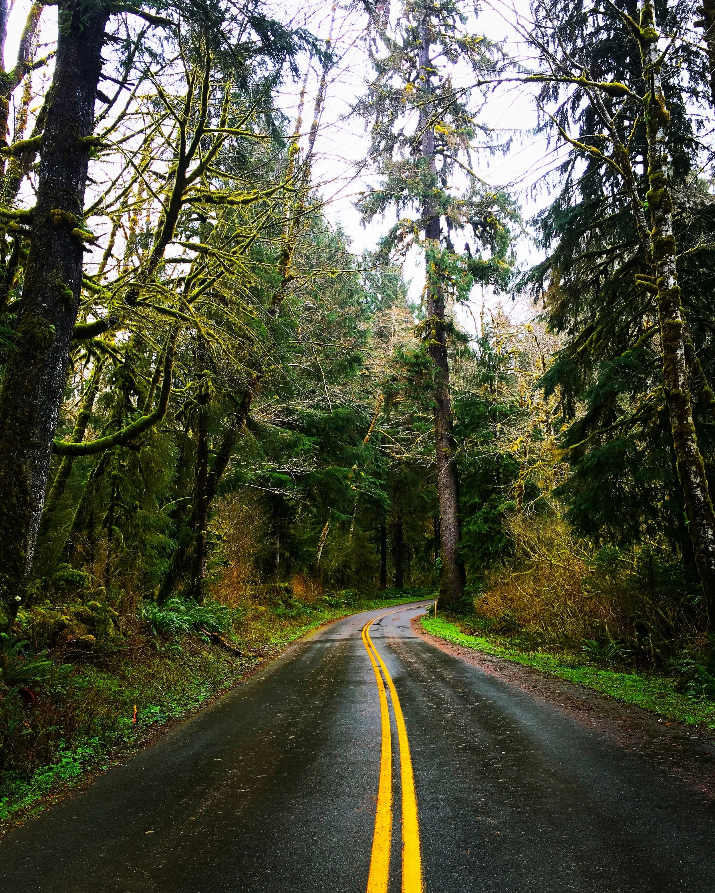 A winding forest road with wet asphalt and yellow double lines, surrounded by tall green trees with moss and branches overhanging, in a lush, wooded area.