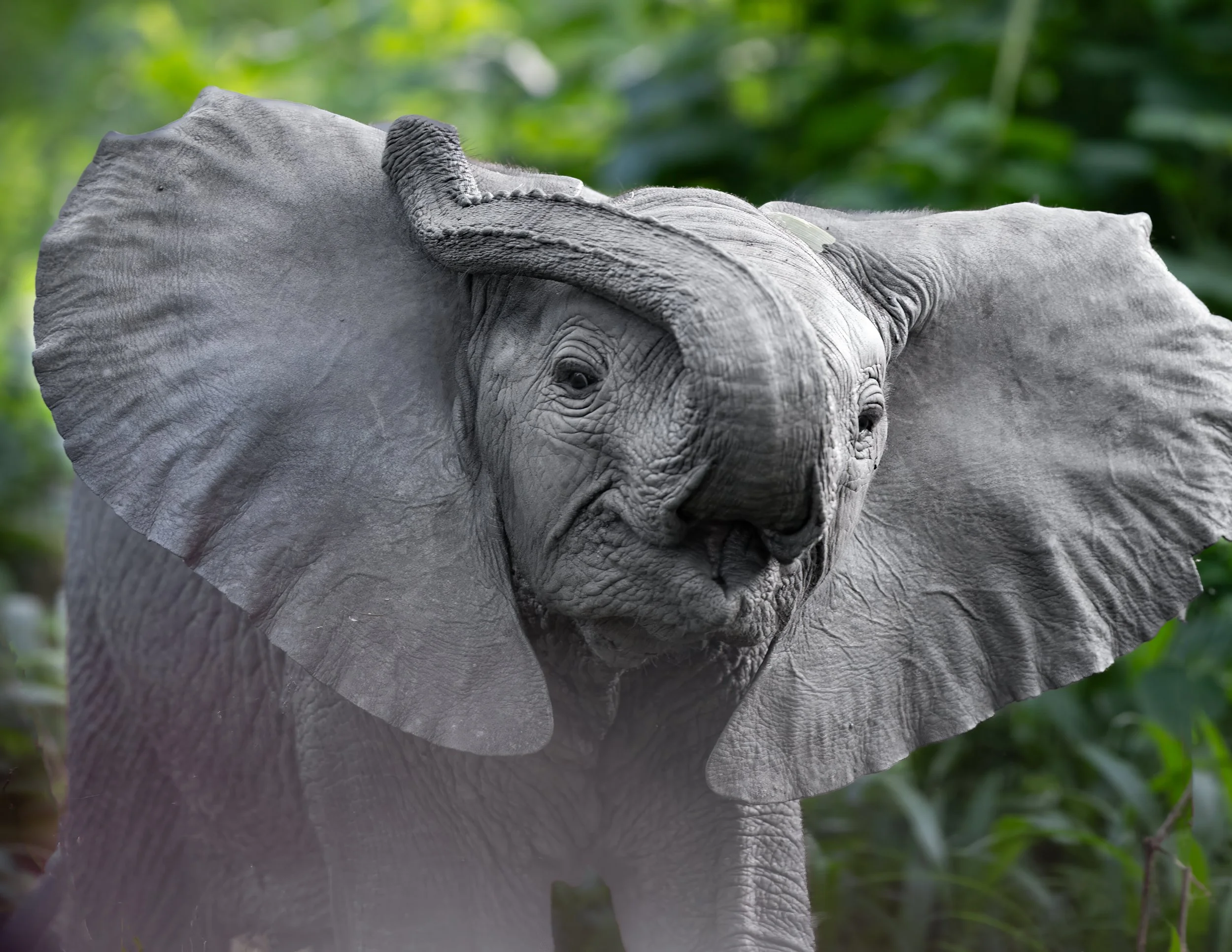 A baby elephant with large ears scratching its head with its trunk, standing in a lush green jungle background.