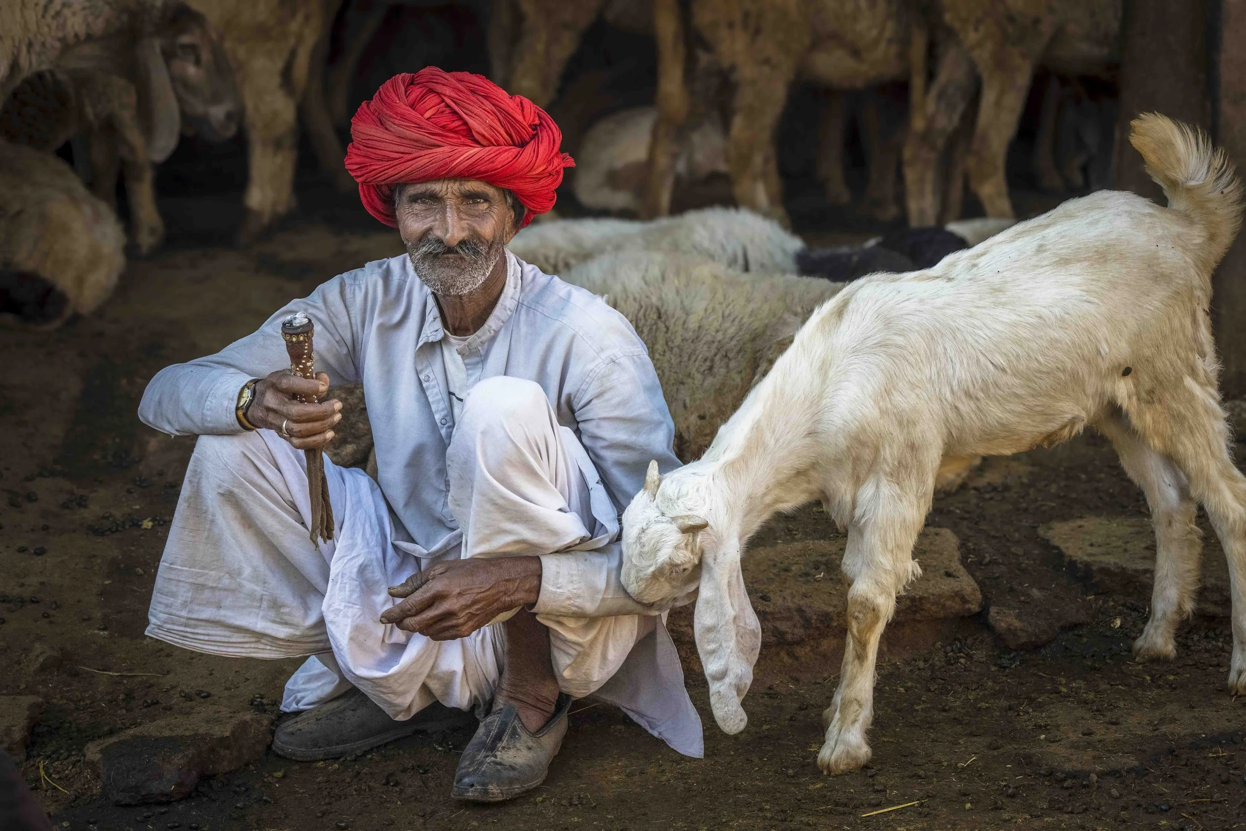 This Rabari herder in a traditional red turban posed with his goats and pipe. Rabari men often gather socially and share a pipe. The closeness he experiences with his goats and his warm gaze drew me to take this photo.