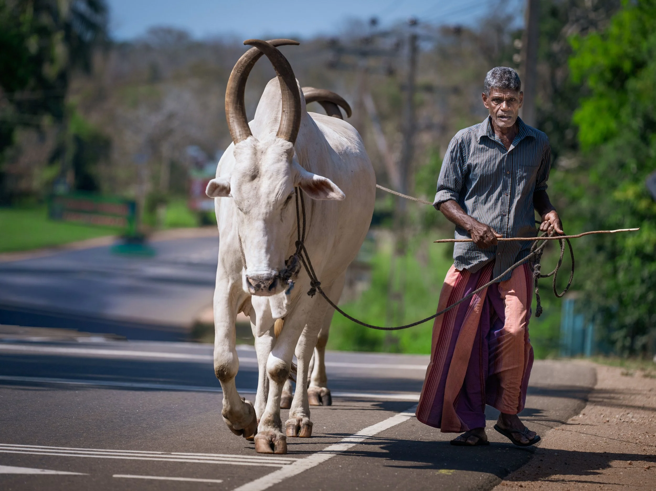 This Sri Lankan man was walking his oxen on a very busy, modern highway.