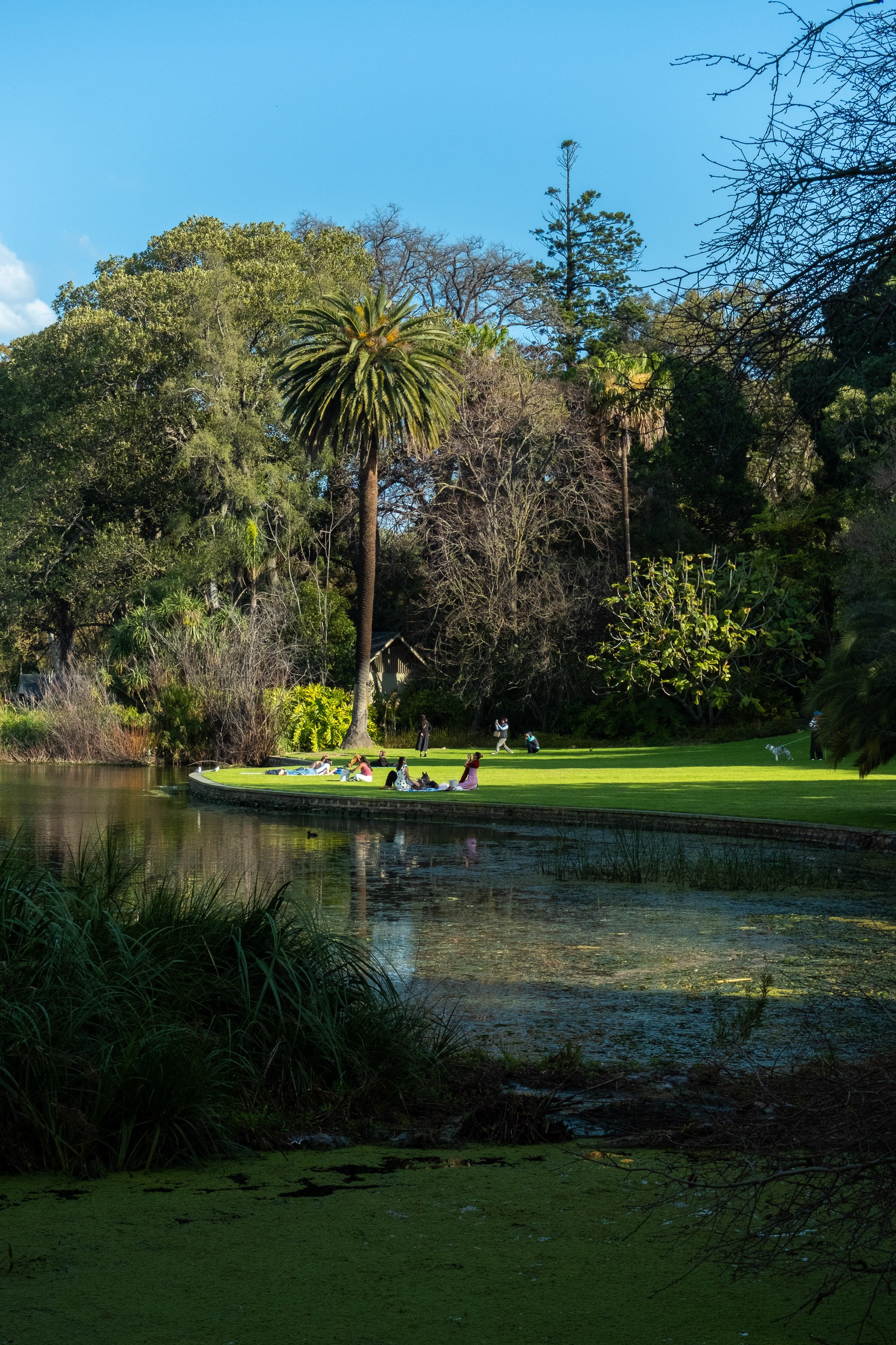 People relaxing on a grassy area beside a pond with lush trees and blue sky.