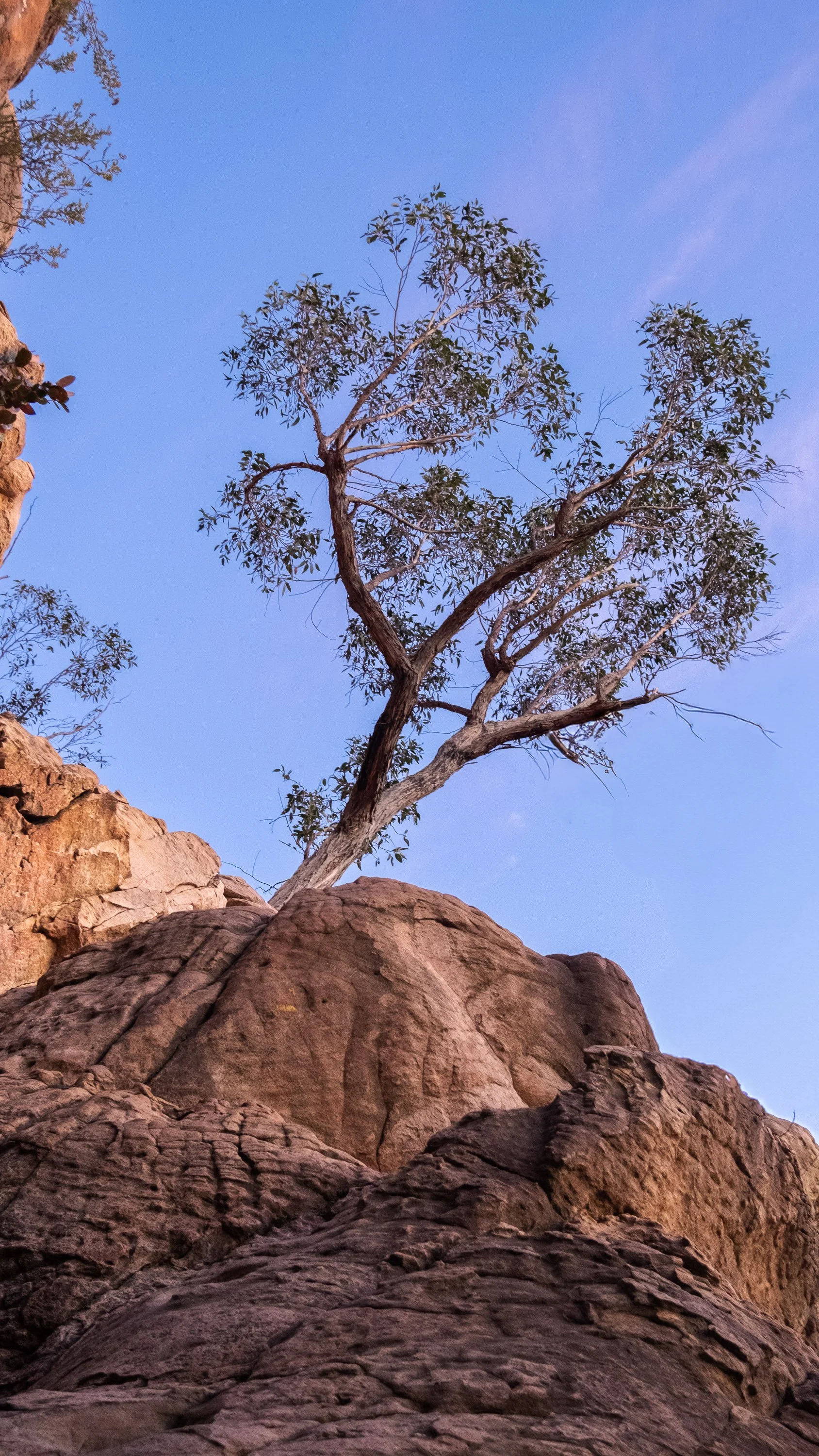 A tree growing on a rocky hillside against a blue sky with wispy clouds.