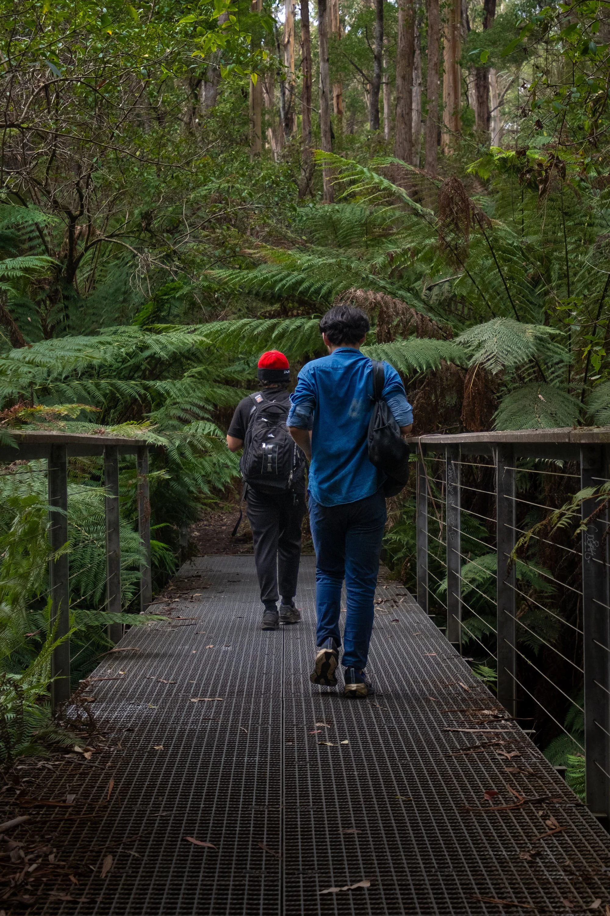 Two people hiking on a metal walkway through a lush, green forest with tall trees and ferns.