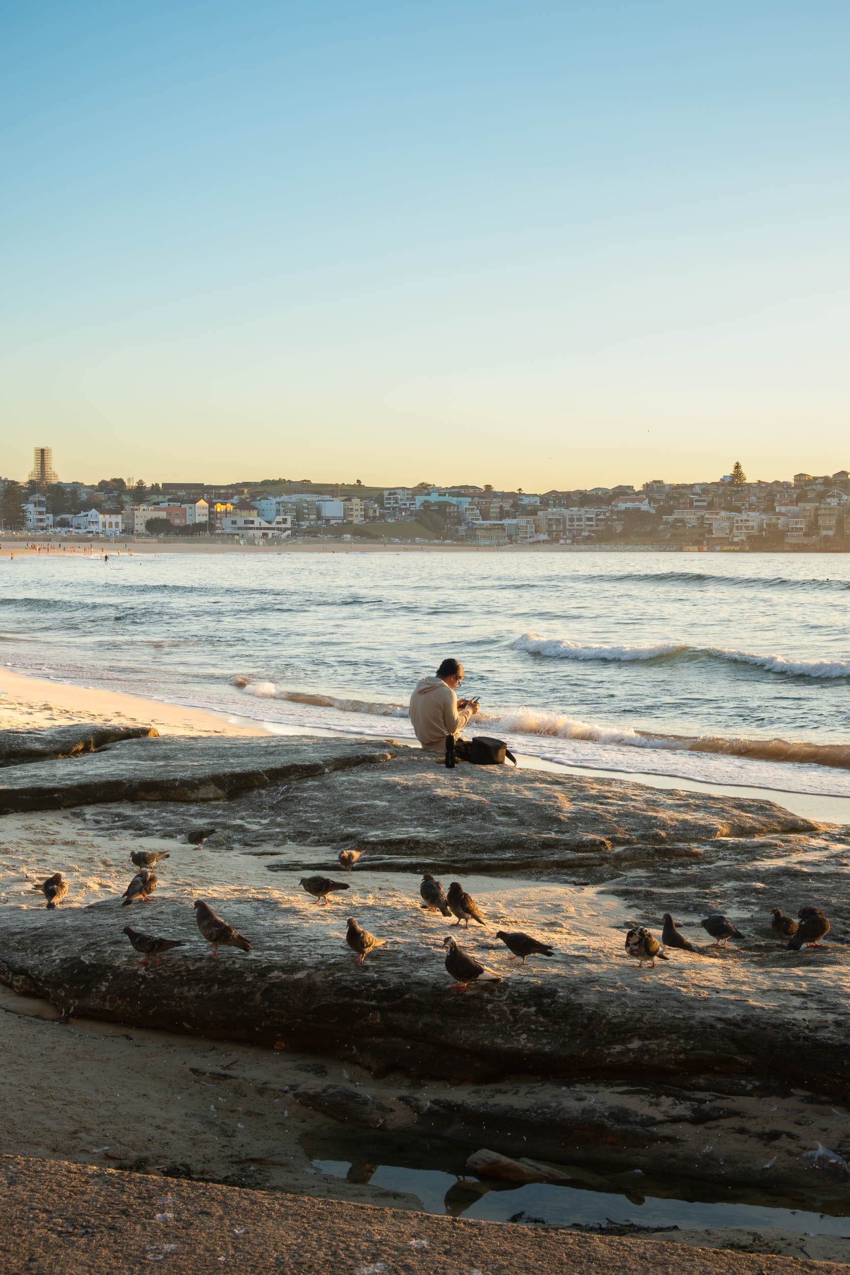 A person sitting on rocks at the beach during sunset, surrounded by seagulls and looking at their phone.