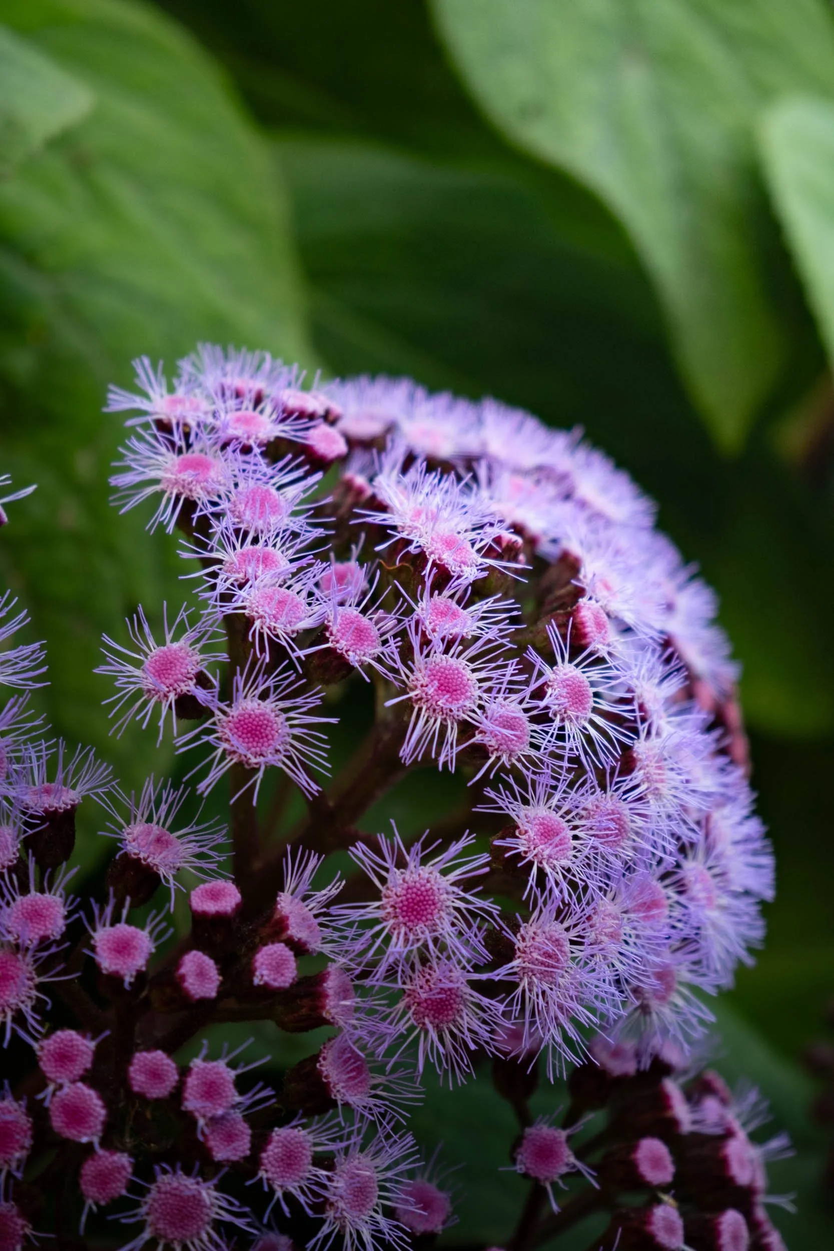 Close-up of a cluster of pink and purple flowers with thin, spiky petals, surrounded by large green leaves.