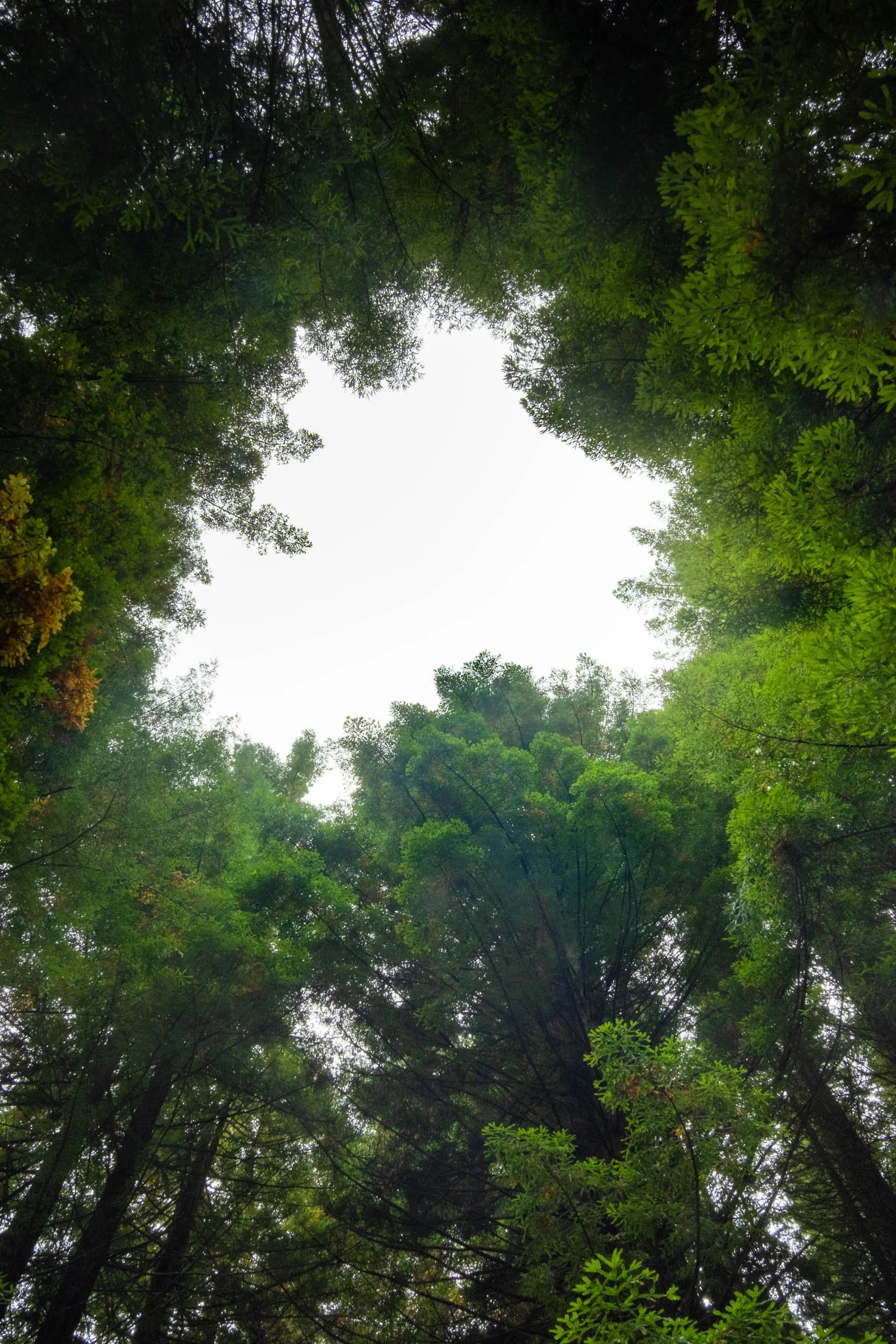 Looking up at the sky through tall trees in a dense forest.