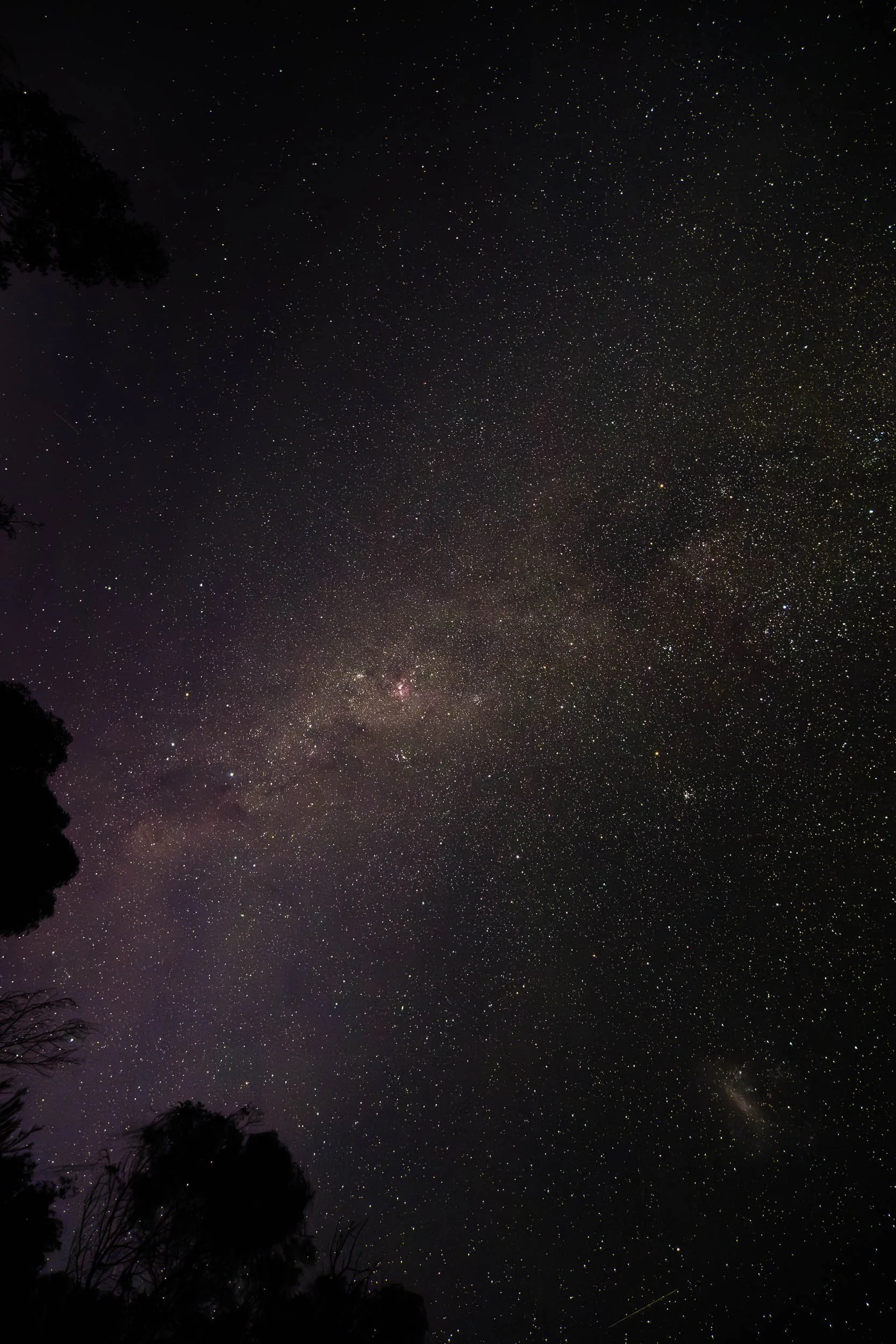 Star-filled night sky with silhouettes of trees in the foreground.