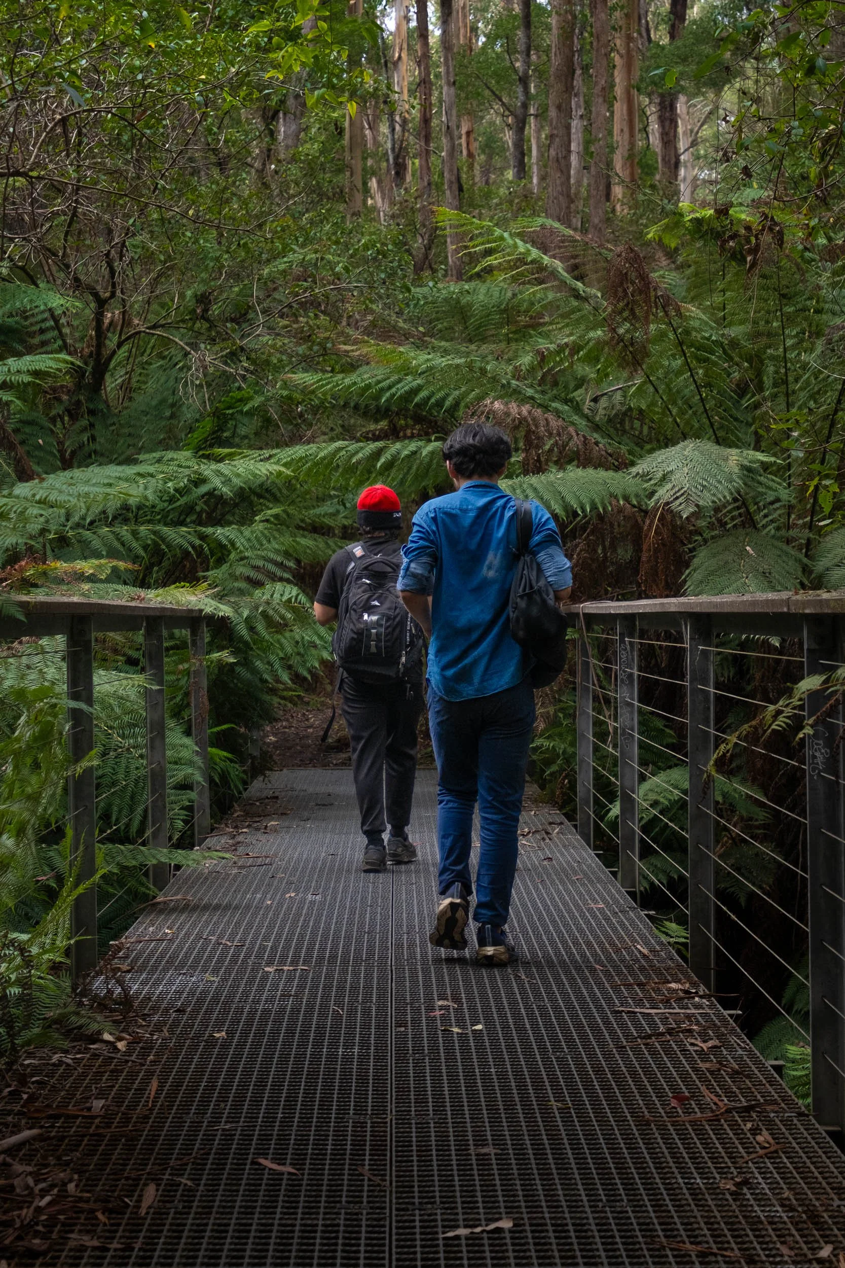 Two people walking on a metal trail bridge through a dense forest with tall trees and green ferns.