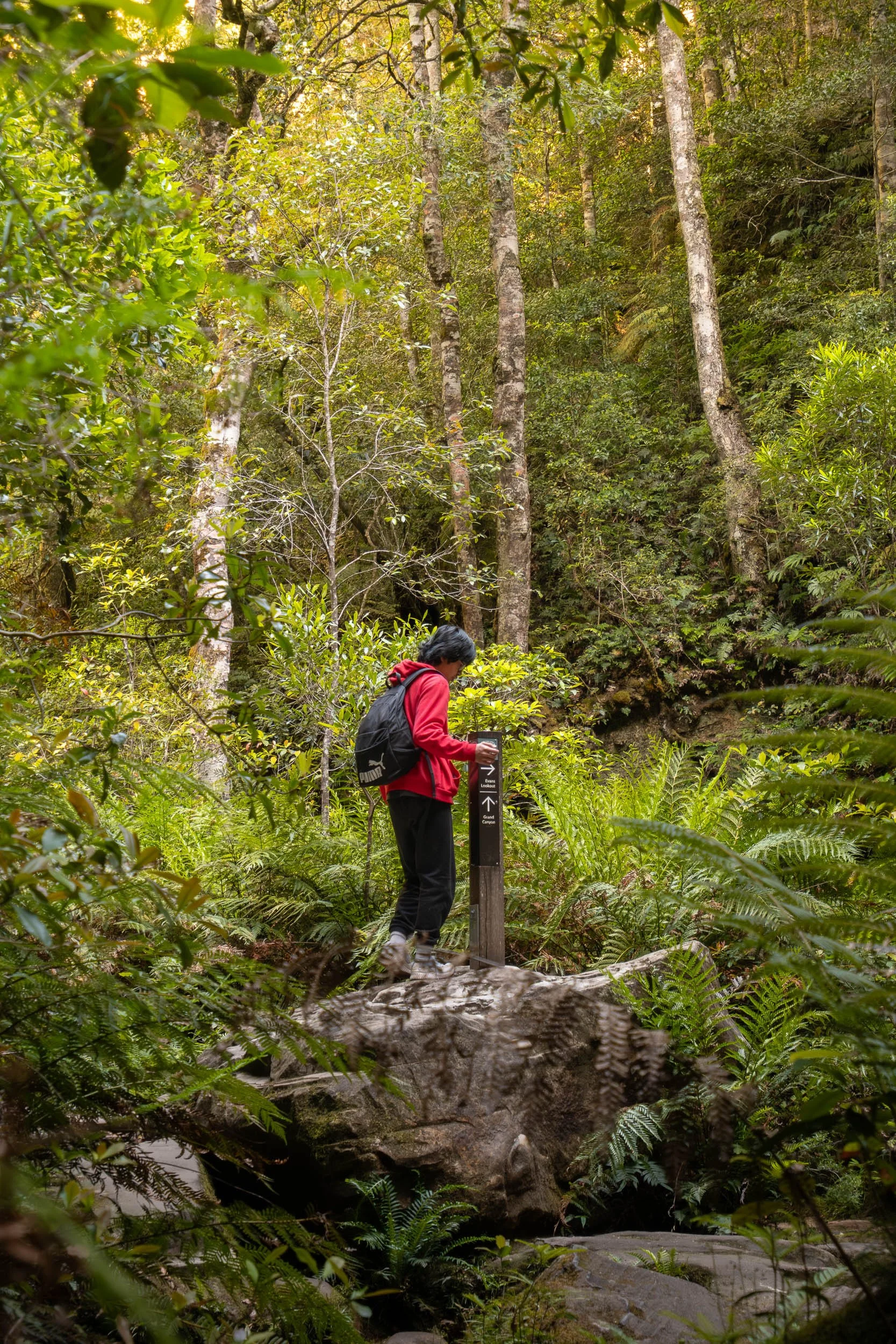 A person in a red jacket and black pants stands on a large rock in a lush forest, reading a signpost surrounded by green ferns and tall trees.