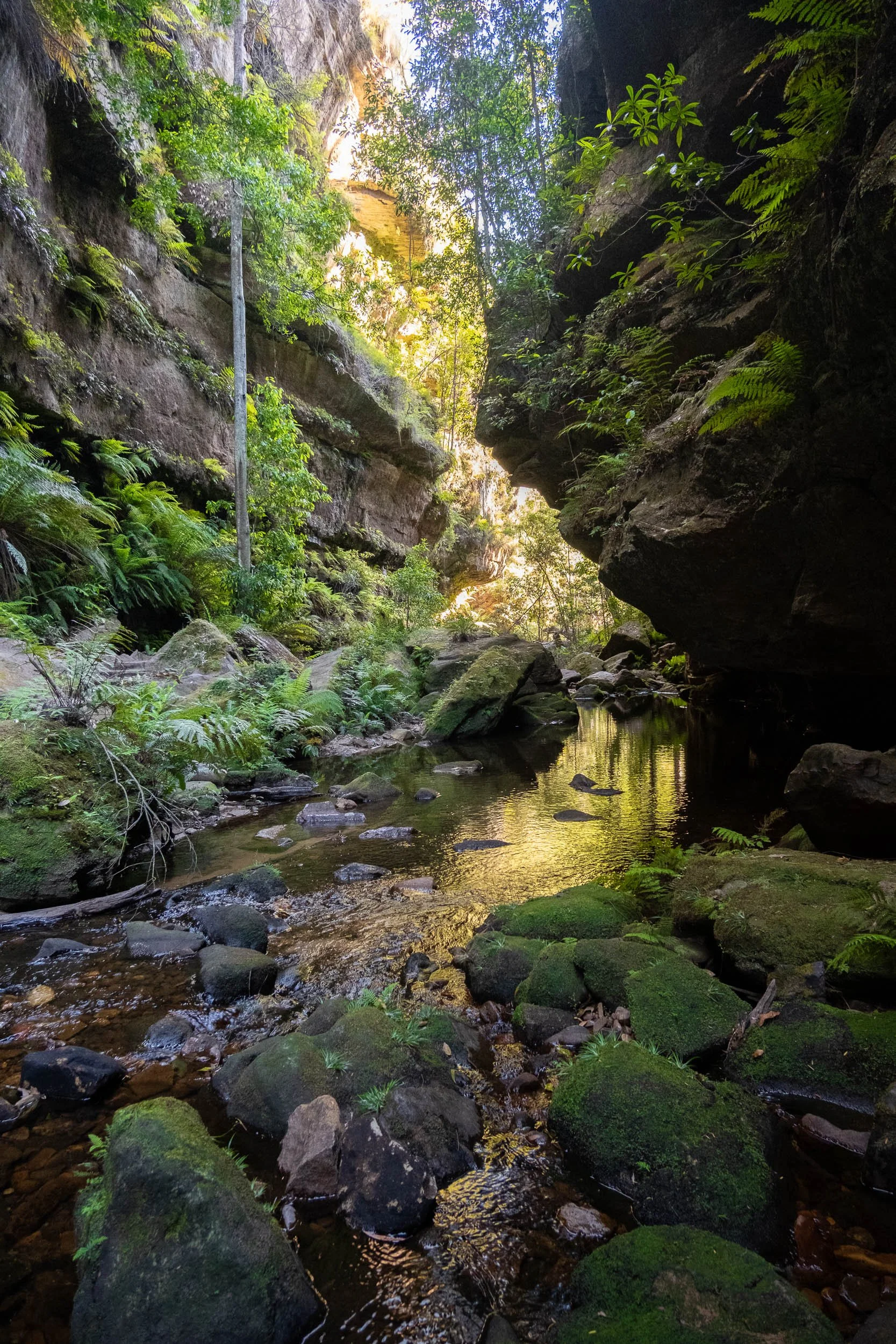 A lush canyon with a small stream flowing through moss-covered rocks, surrounded by green ferns and trees, with sunlight filtering through the canyon walls.