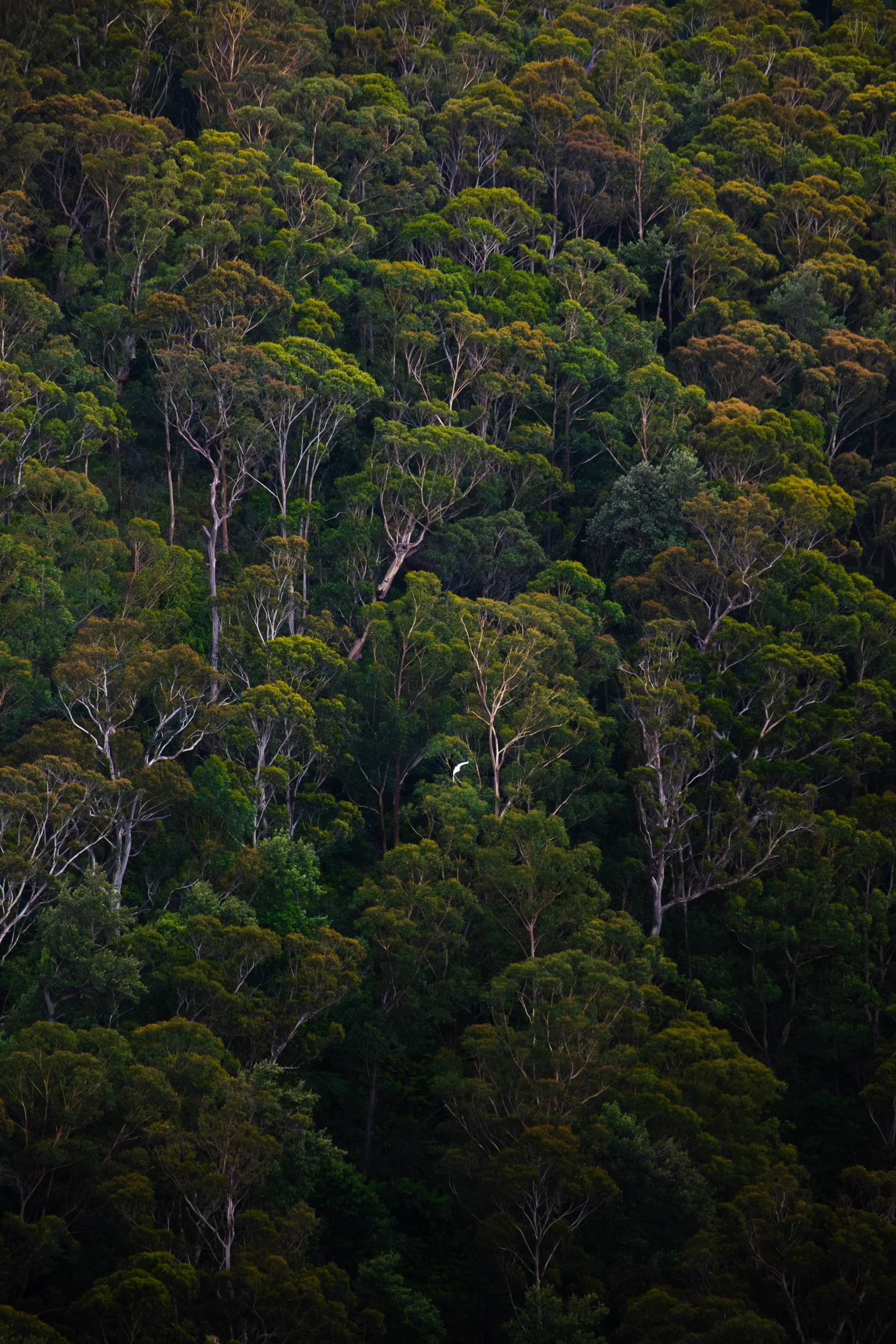 A dense forest with tall, green trees covering a hillside. A single white bird is visible flying among the trees.