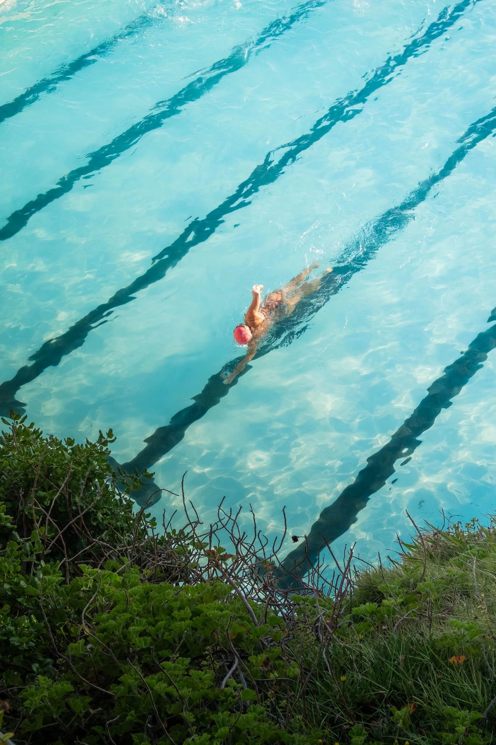 Swimmer in a pool wearing a pink swim cap, swimming between lane lines, seen from above with green bushes at the edge of the pool.