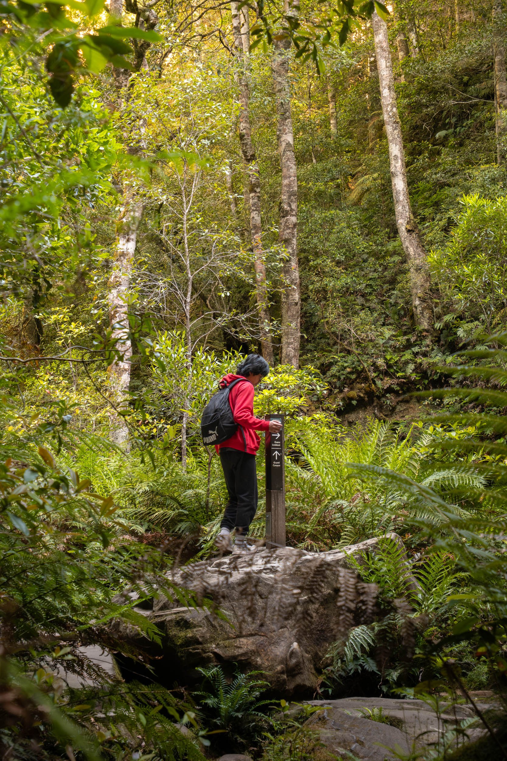 A person in red jacket and black pants with a backpack standing on a large rock in a dense forest, reading a trail marker.