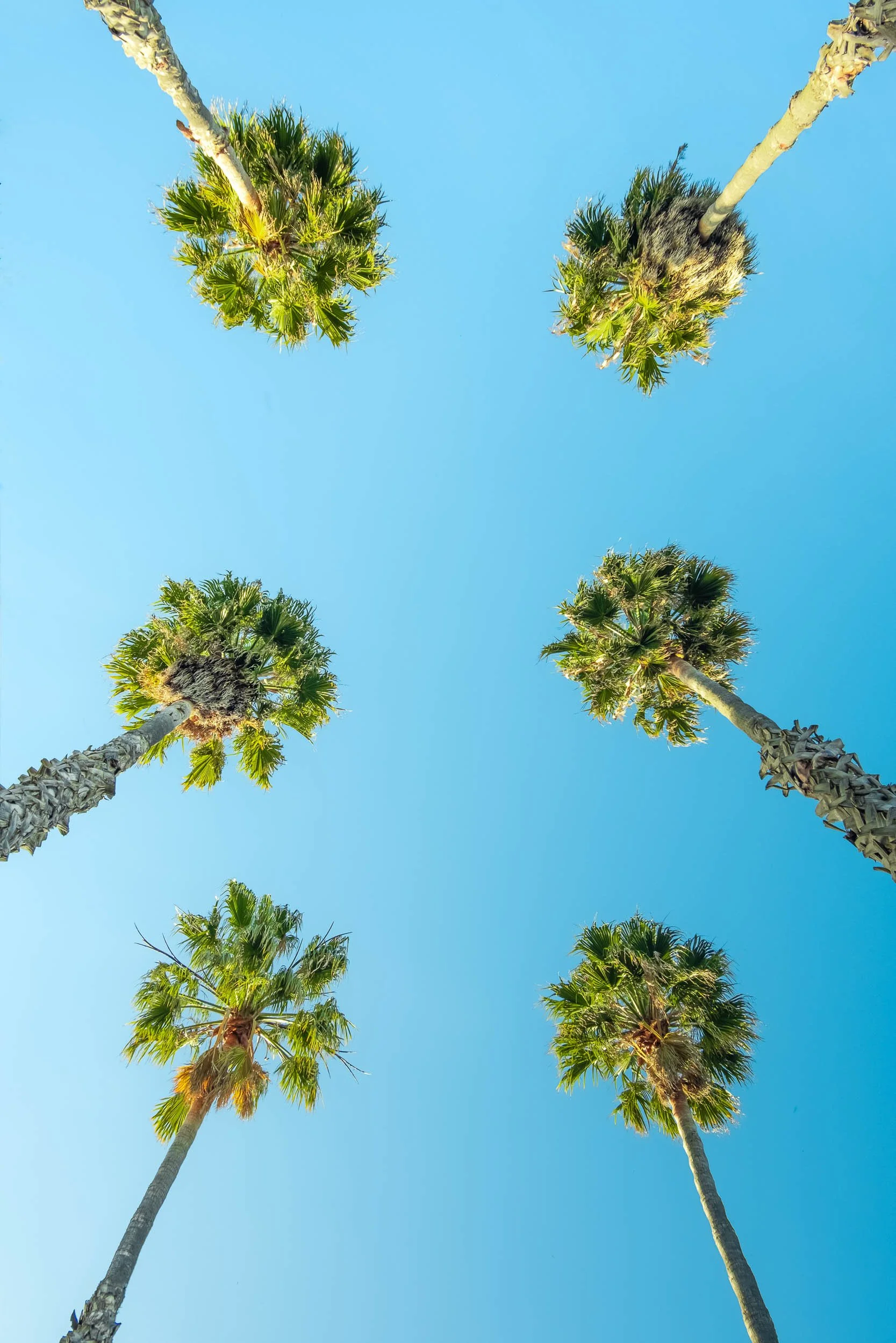 Looking up at six tall palm trees against a clear blue sky.