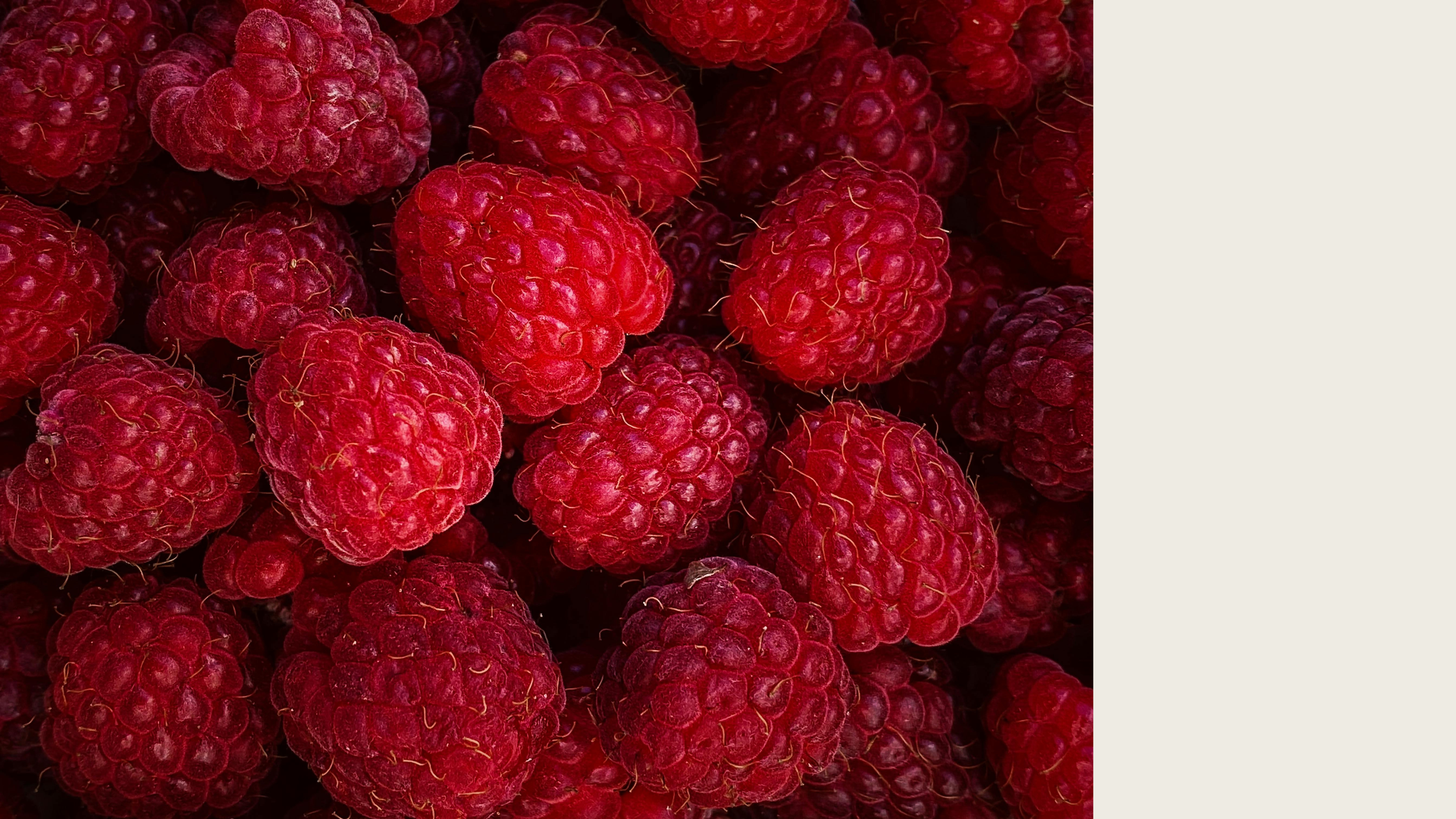 Close-up of fresh, ripe red raspberries piled together.