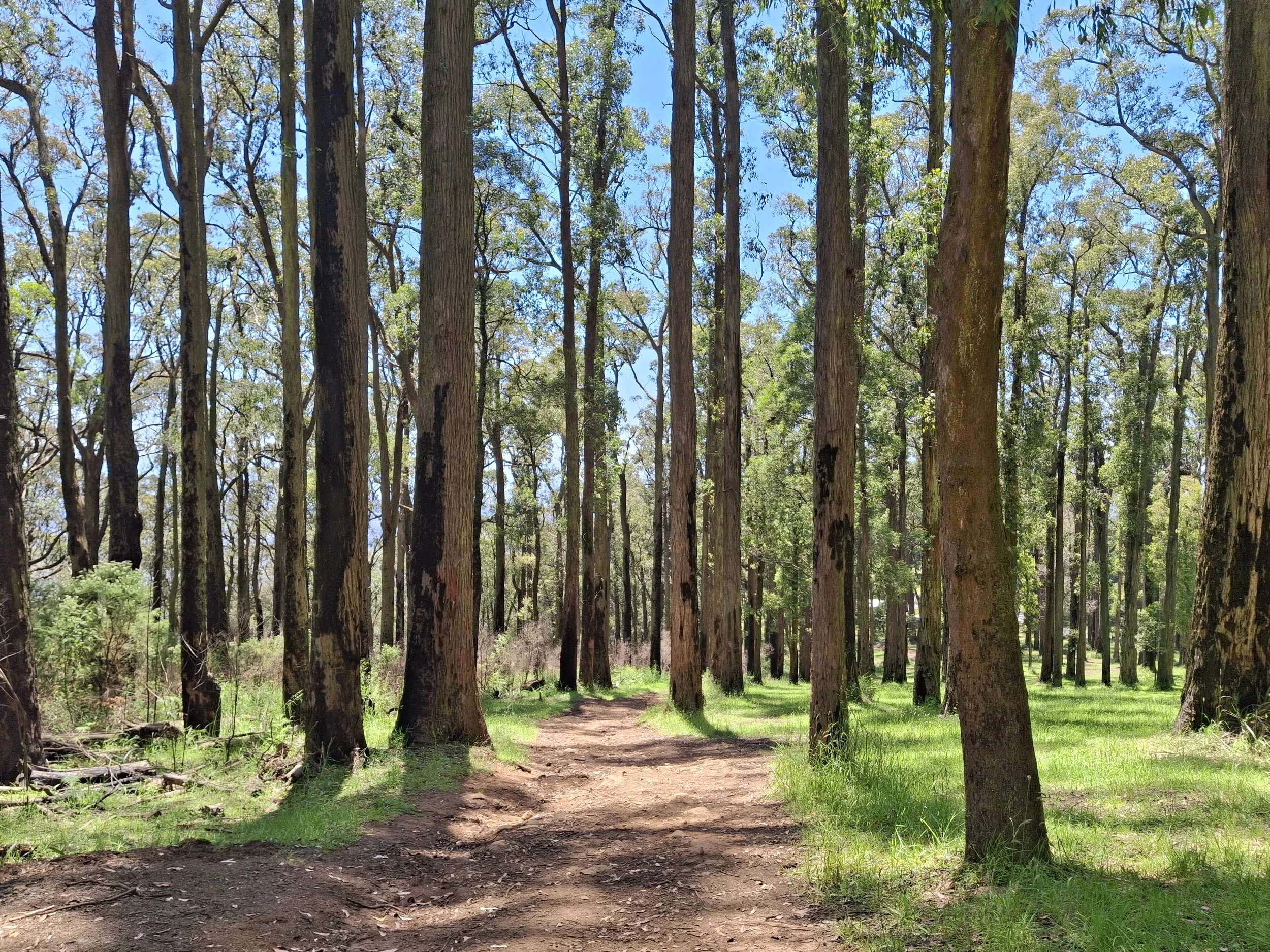 Picture of trees with sun in dandenong melbourne
