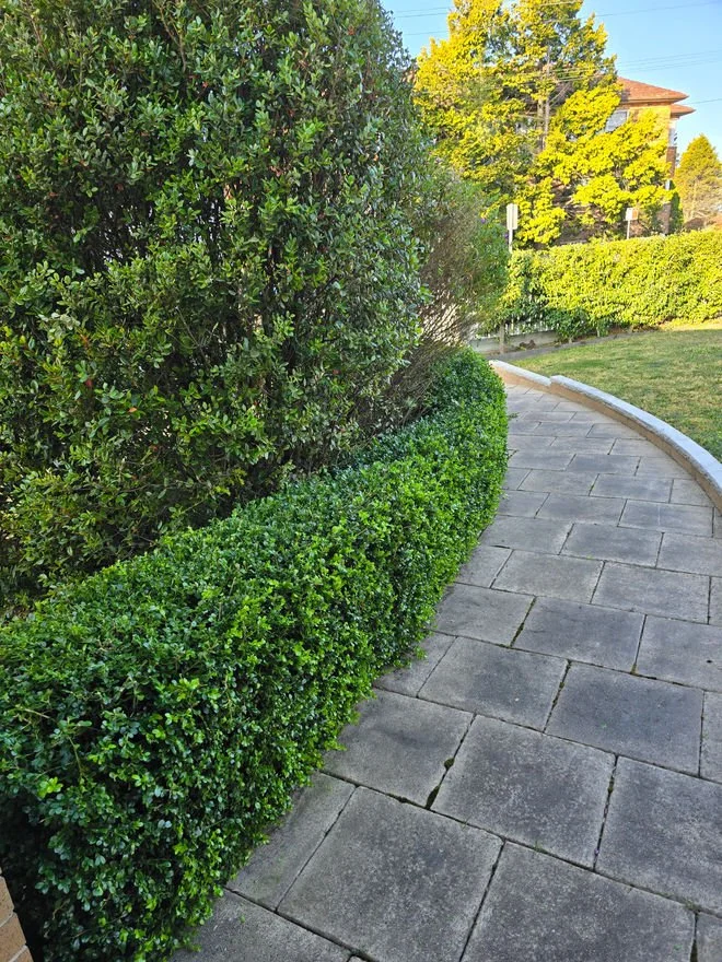 A sidewalk lined with neatly trimmed green bushes and trees in a residential neighborhood, with houses visible in the background under a clear blue sky.