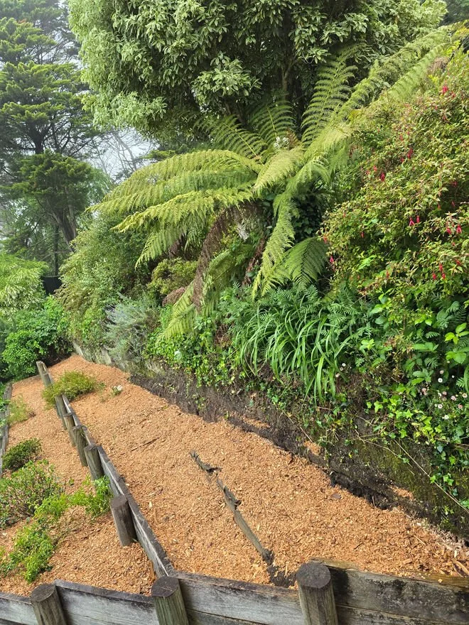 A lush garden with a variety of green plants, including large fern leaves and smaller bushes, on a sloped area reinforced with a wooden border.