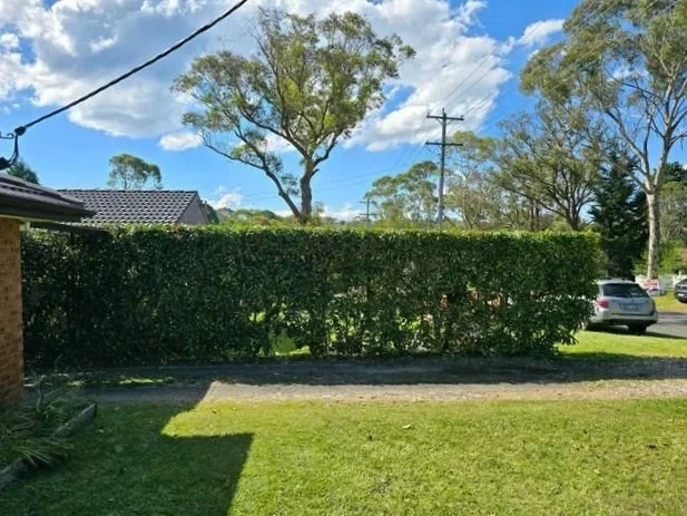 View of a suburban yard with neatly trimmed hedge, green grass, trees, a blue sky with clouds, and parked cars in the background.