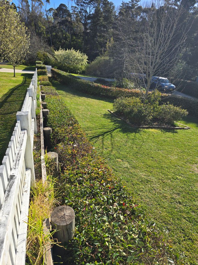 Well-maintained lawn with a white fence on the left, trimmed hedges along the fence, and trees in the background on a sunny day.