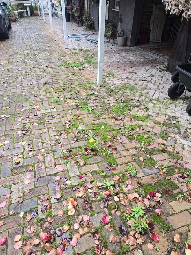 A brick pathway with scattered fallen pink and brown leaves and some green weeds growing between the bricks, in a backyard or alleyway scene.