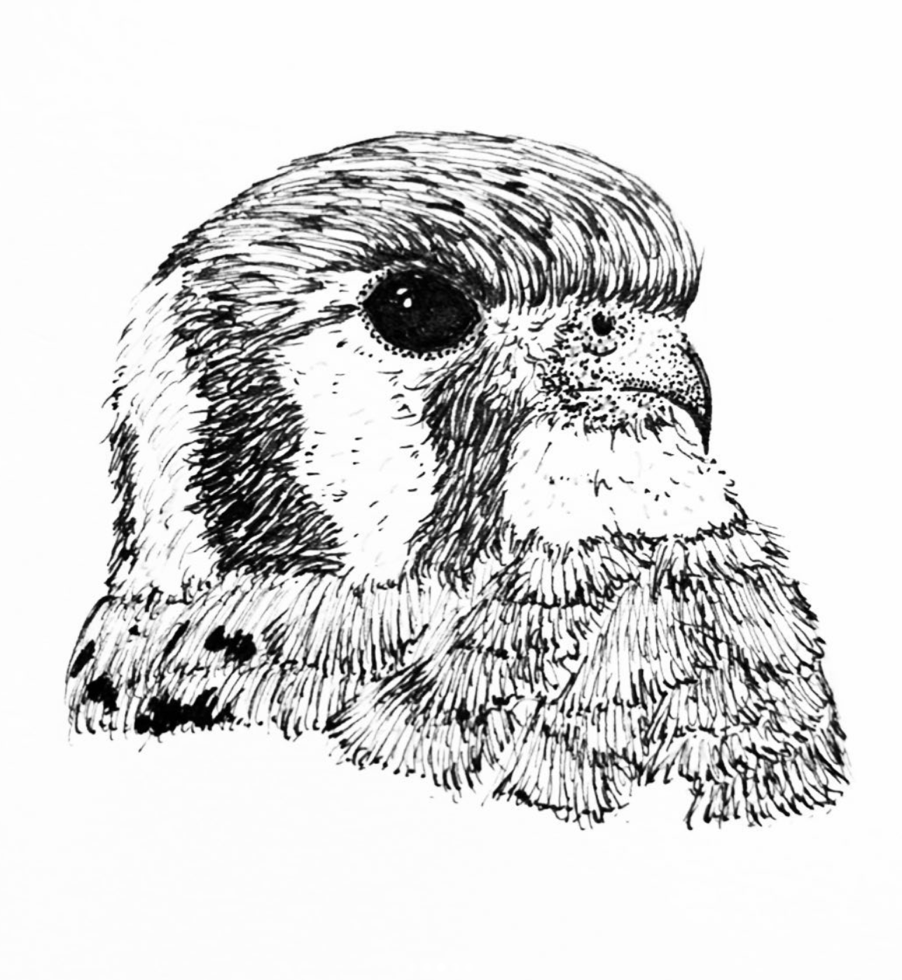 Black and white sketch of an eagle's head in profile with detailed feathers and a strong beak.