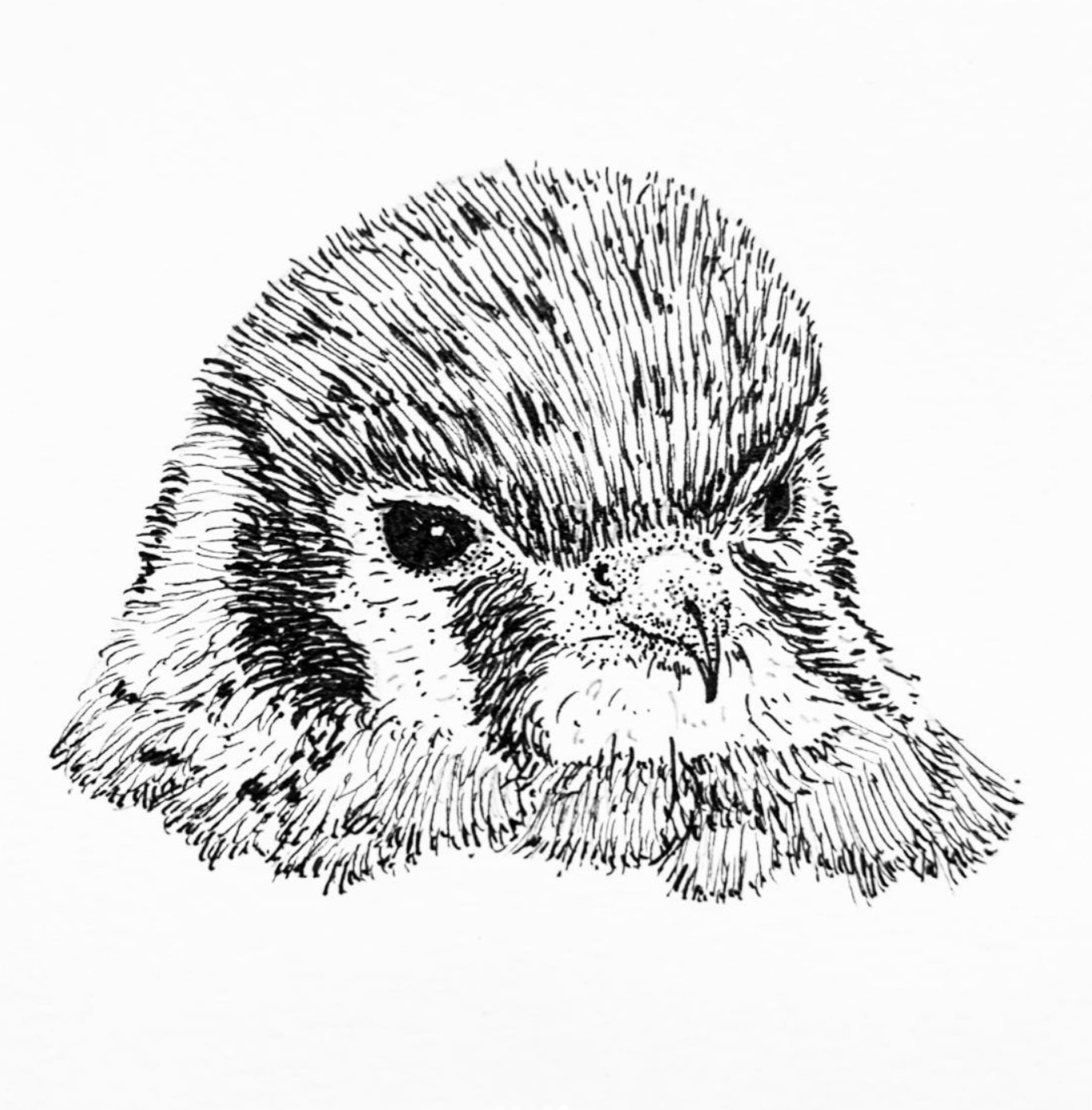 A black and white line drawing of a cute hedgehog's face with its eyes closed and a small smile.