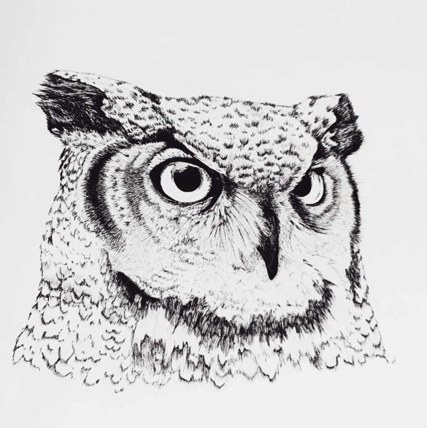 Black and white drawing of an owl's face with detailed feathers and intense eyes.