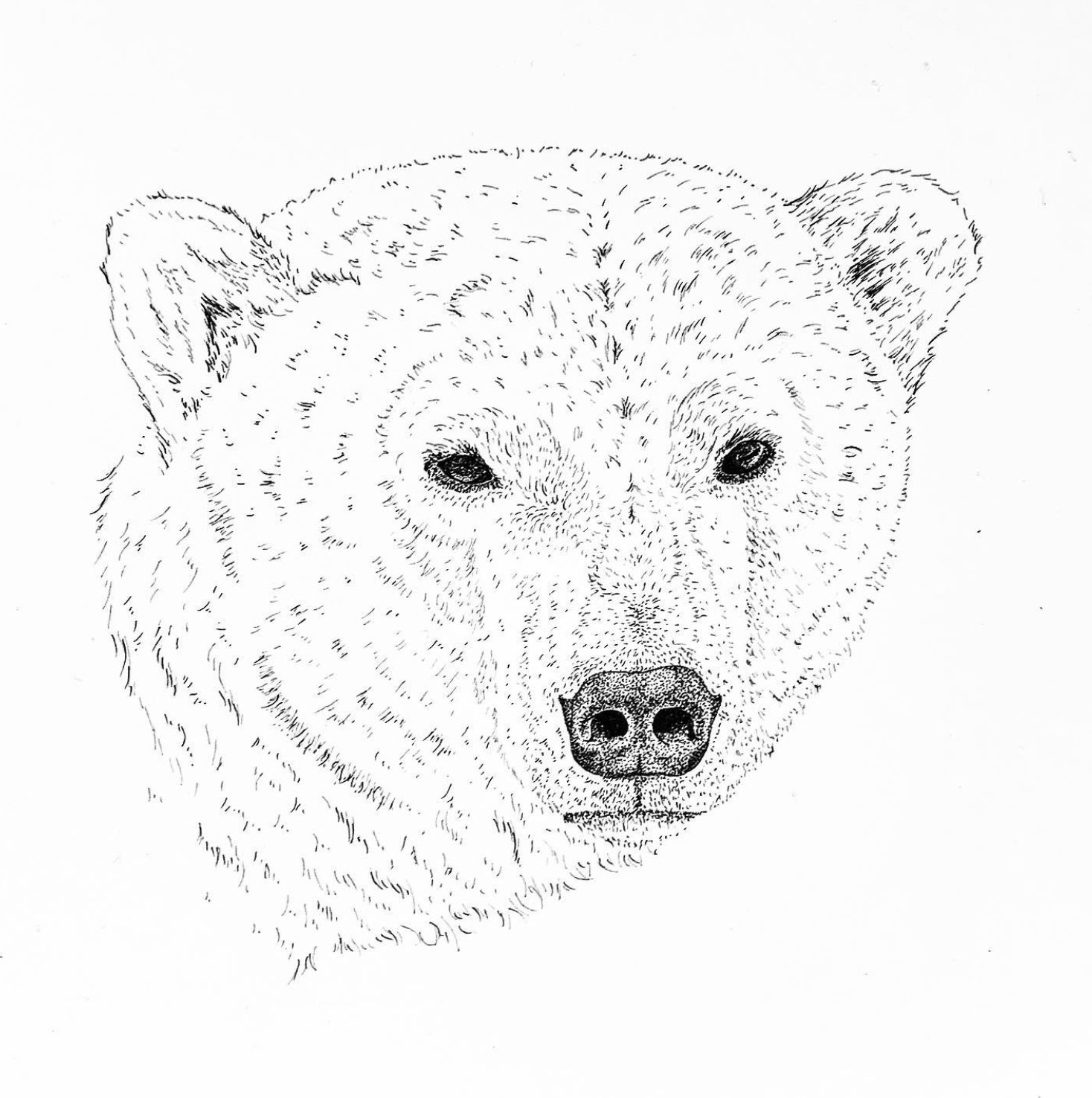 Polar Bear