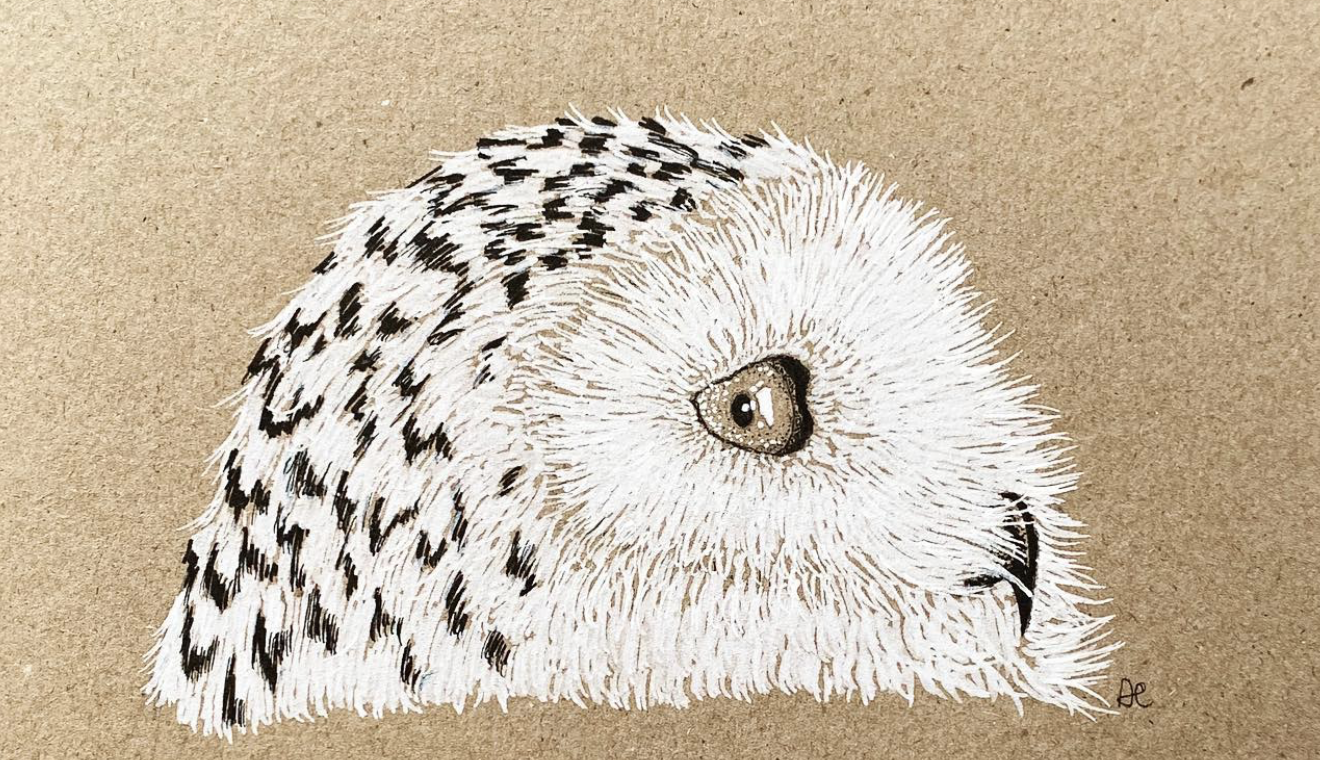 Drawing of an owl's profile on brown paper, showing detailed feather textures and a large eye.