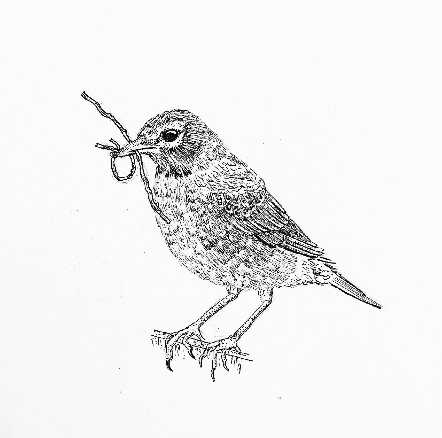 Black and white illustration of a small bird holding a twig in its beak, perched on a branch.